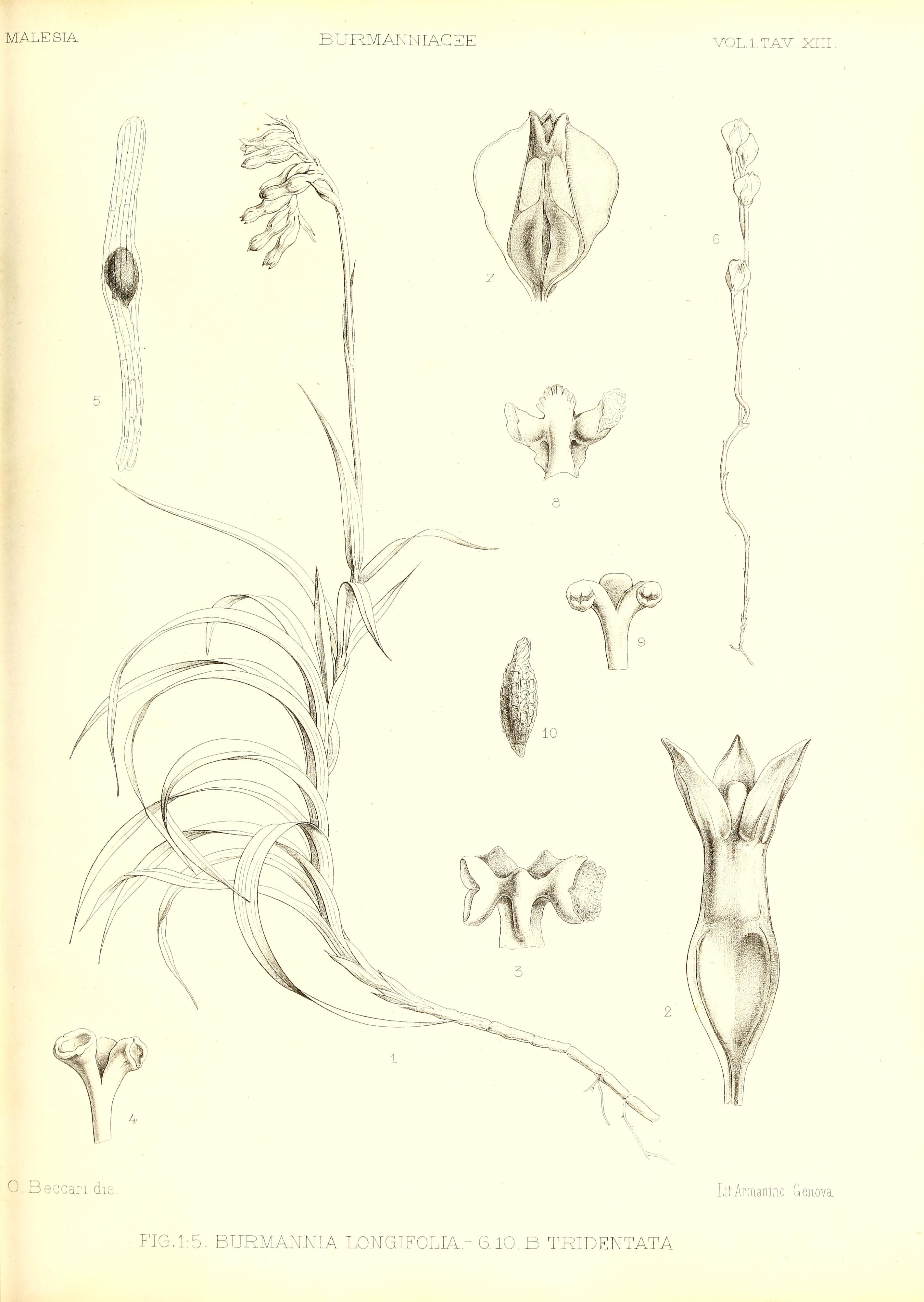 no full size  illustration available (3a)