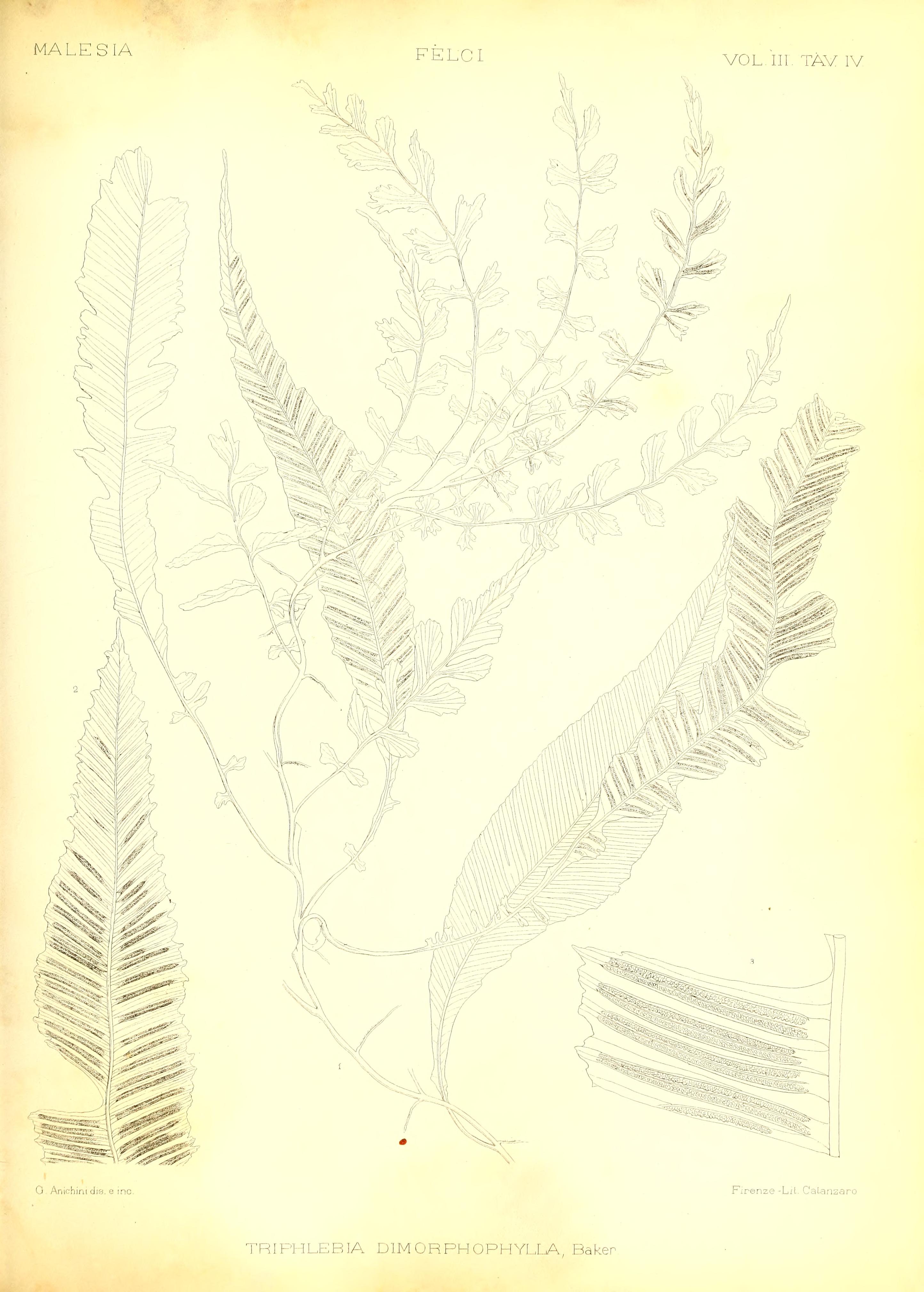 no full size  illustration available (3a)