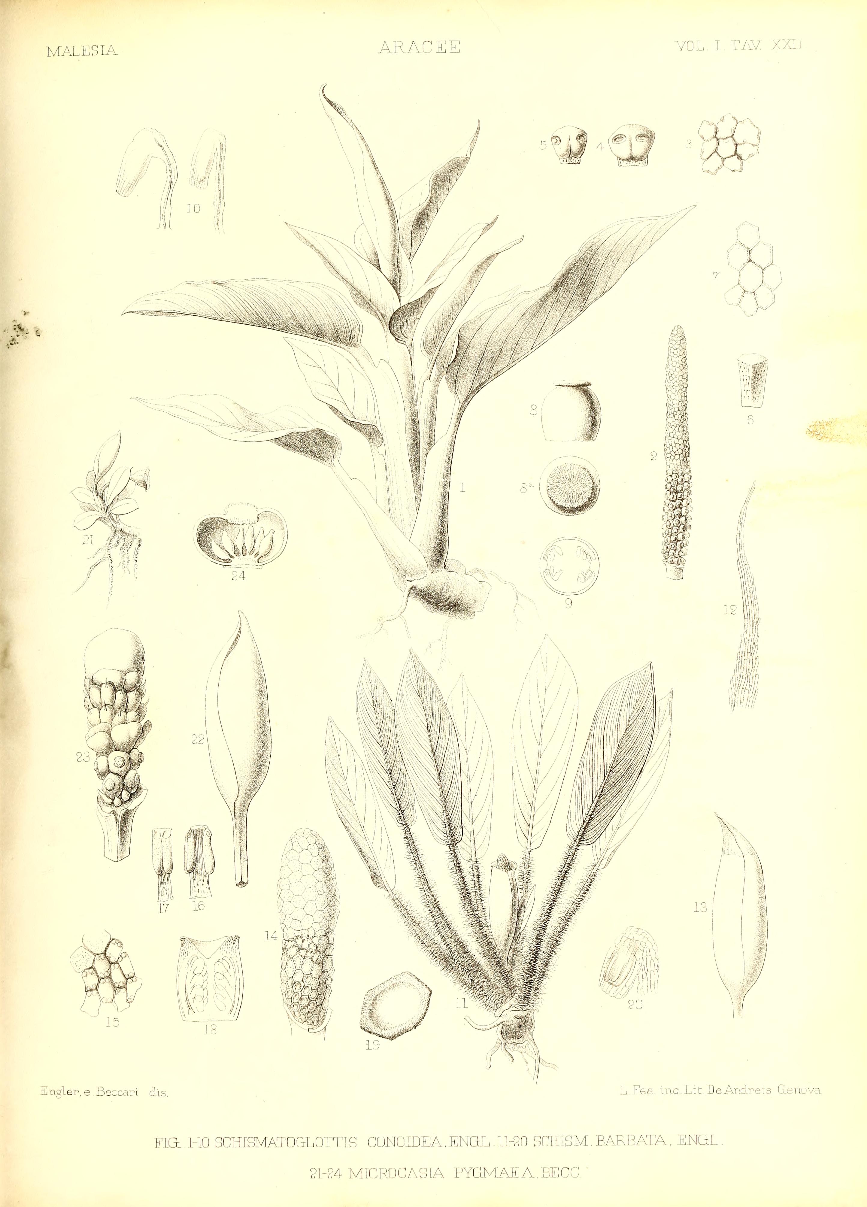 no full size  illustration available (3a)