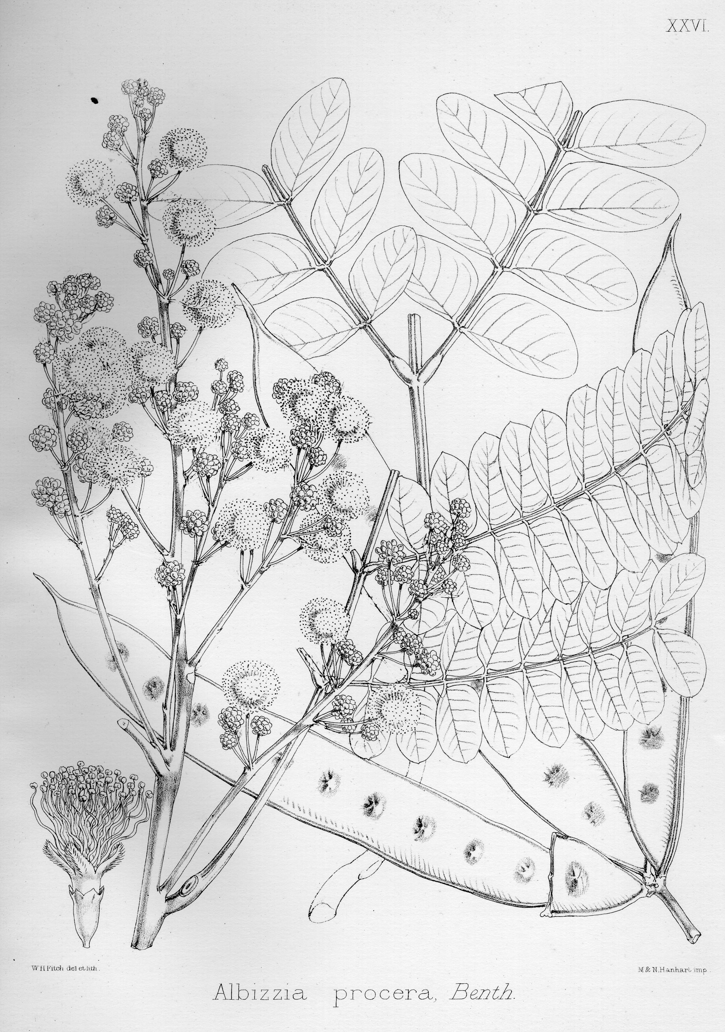 no full size  illustration available (3a)