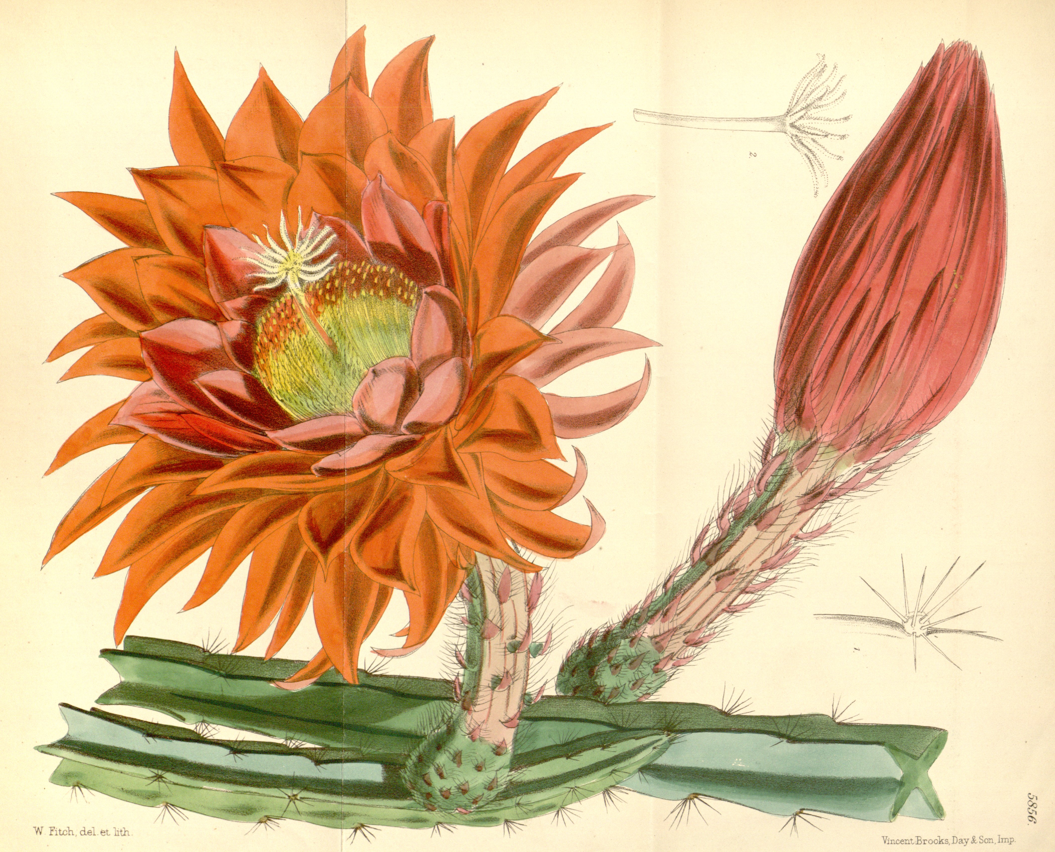 no full size  illustration available (3a)