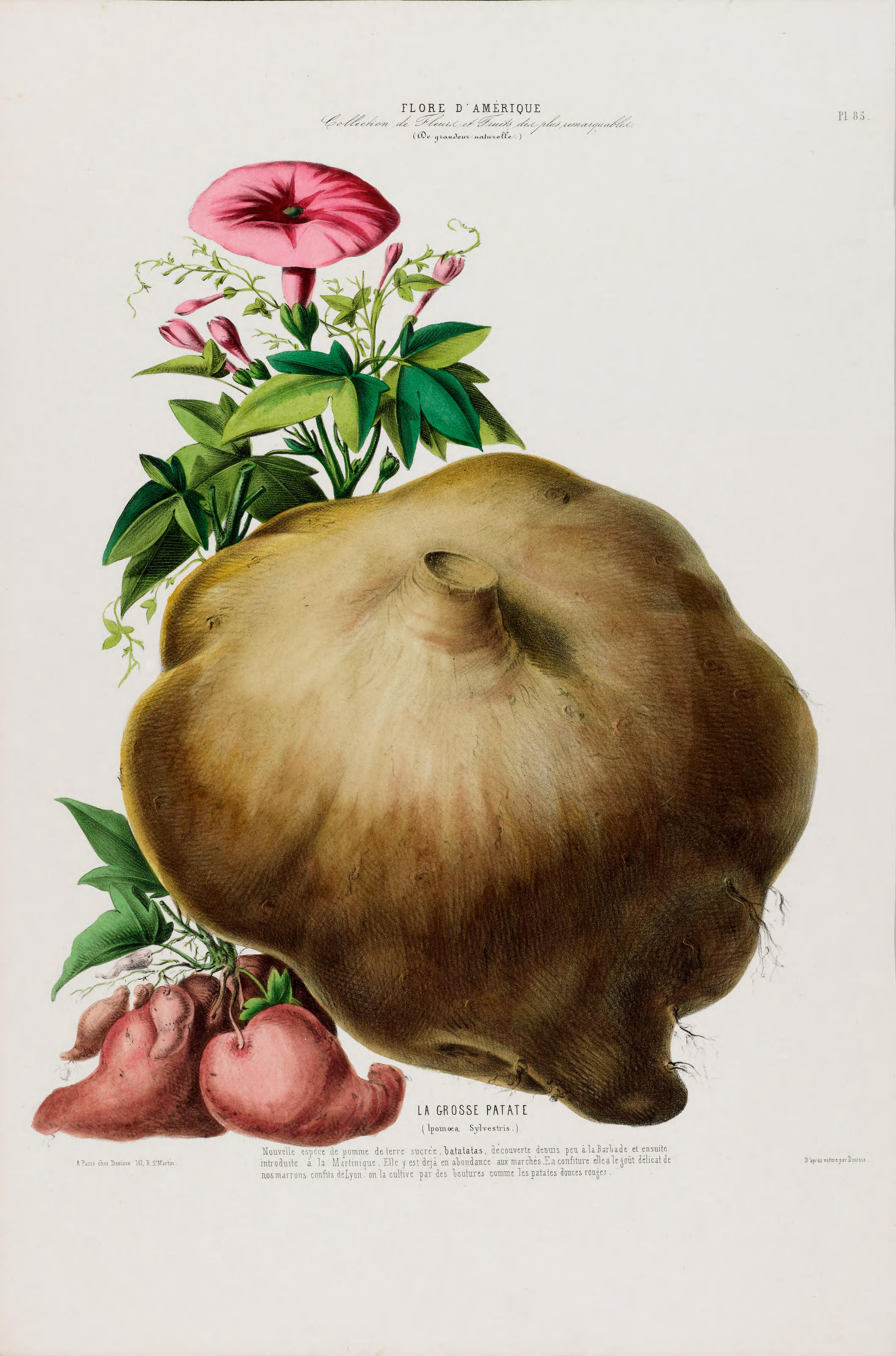 no full size  illustration available (3a)