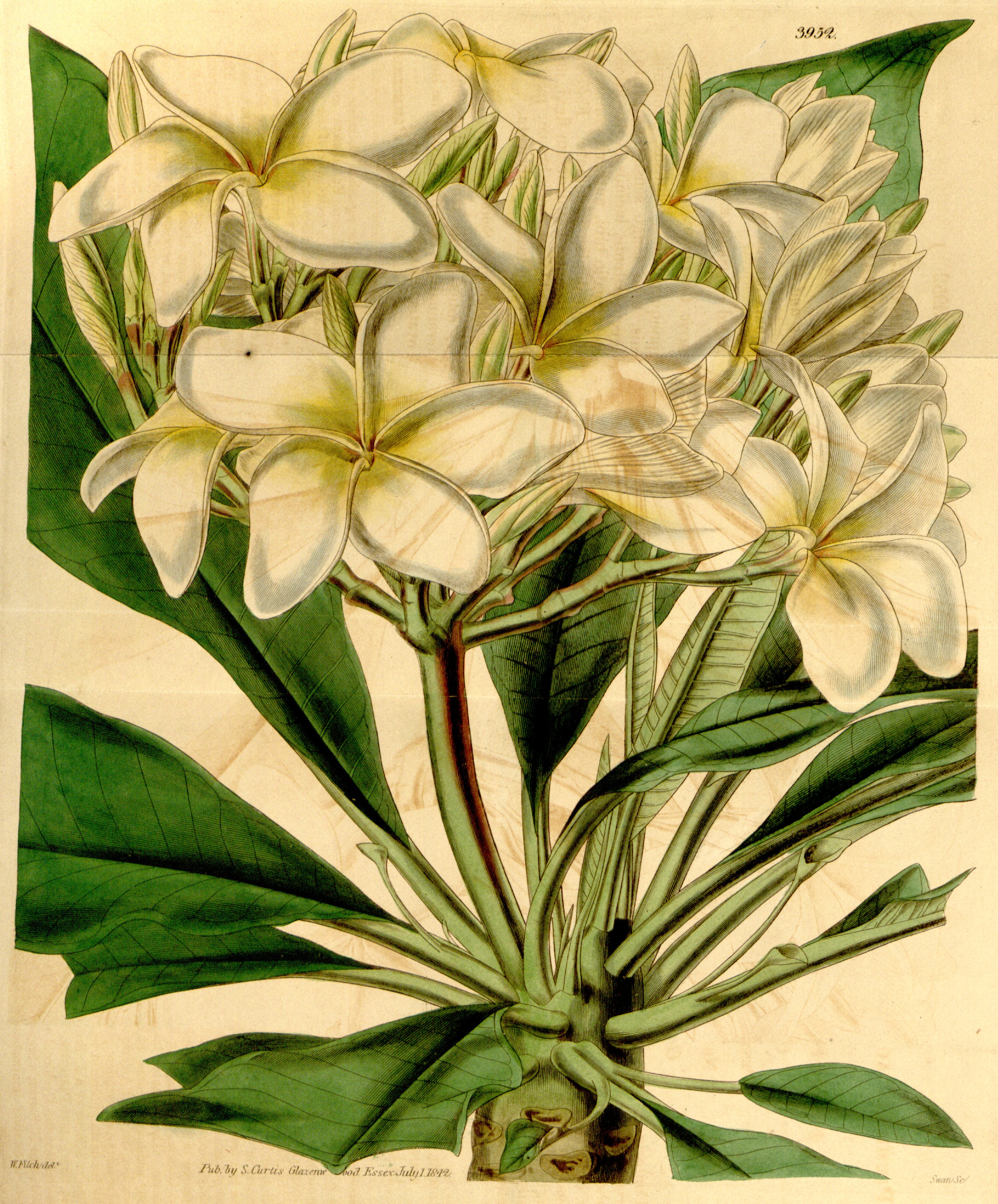 no full size  illustration available (3a)