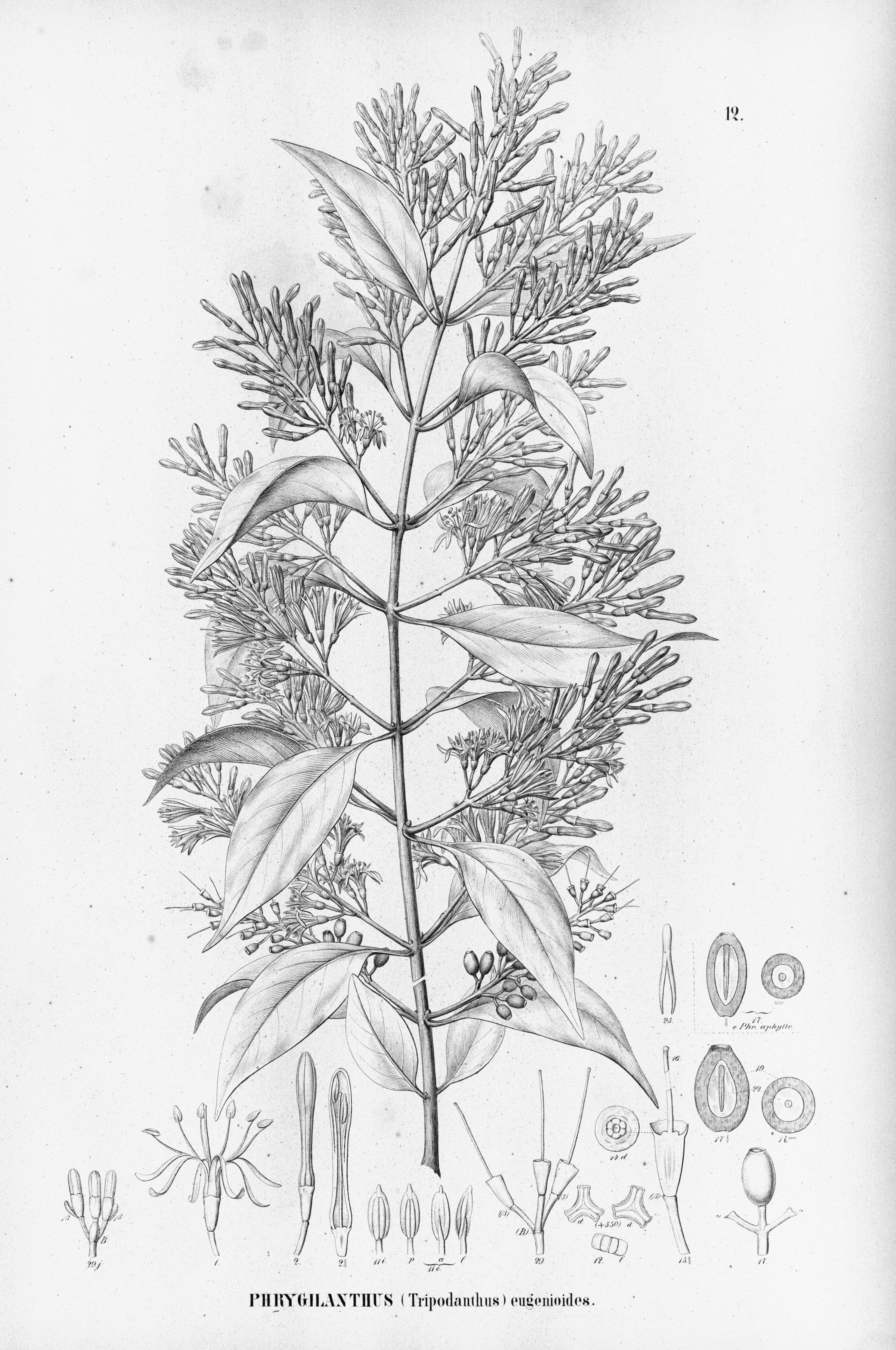 no full size  illustration available (3a)