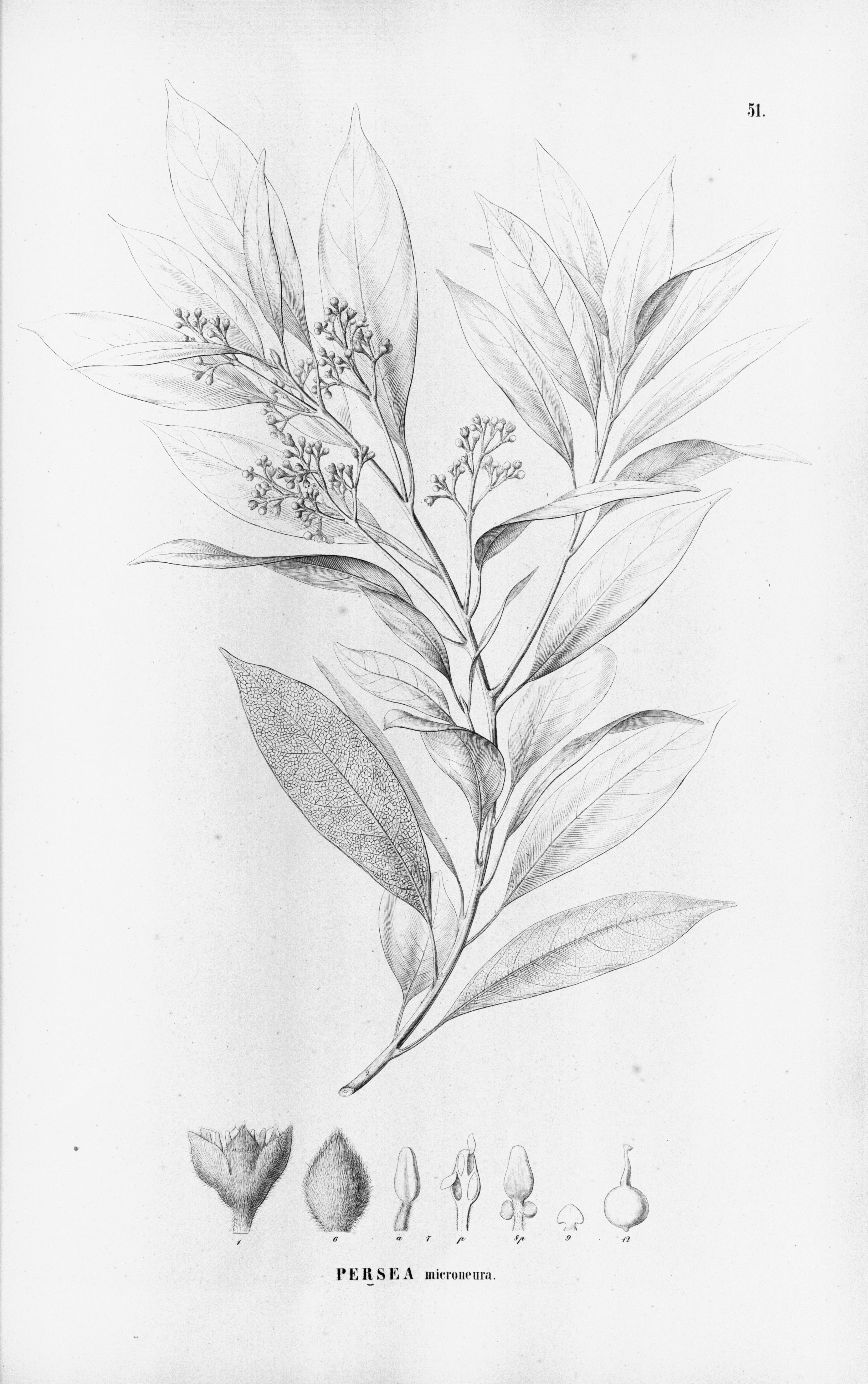 no full size  illustration available (3a)