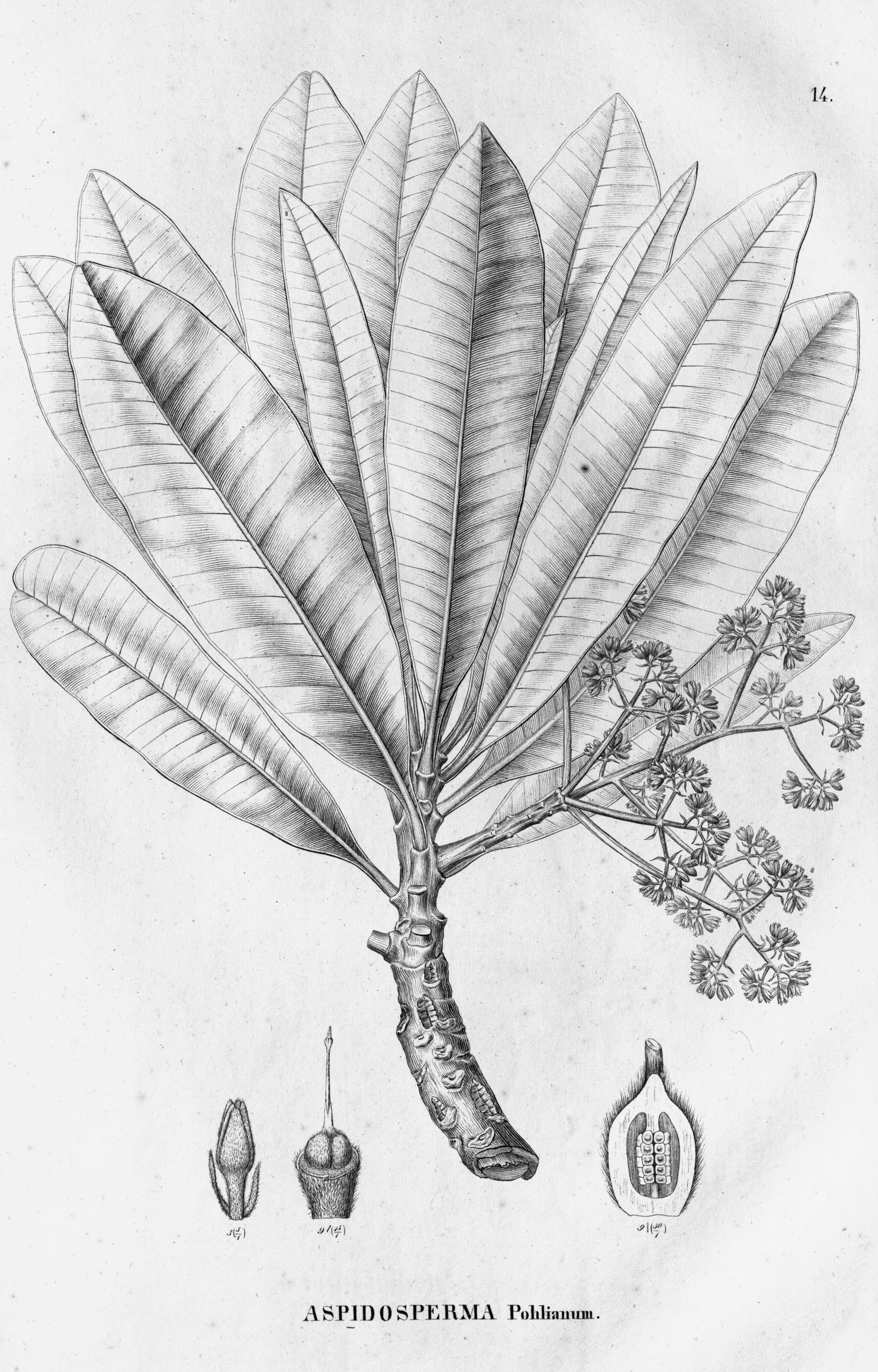 no full size  illustration available (3a)