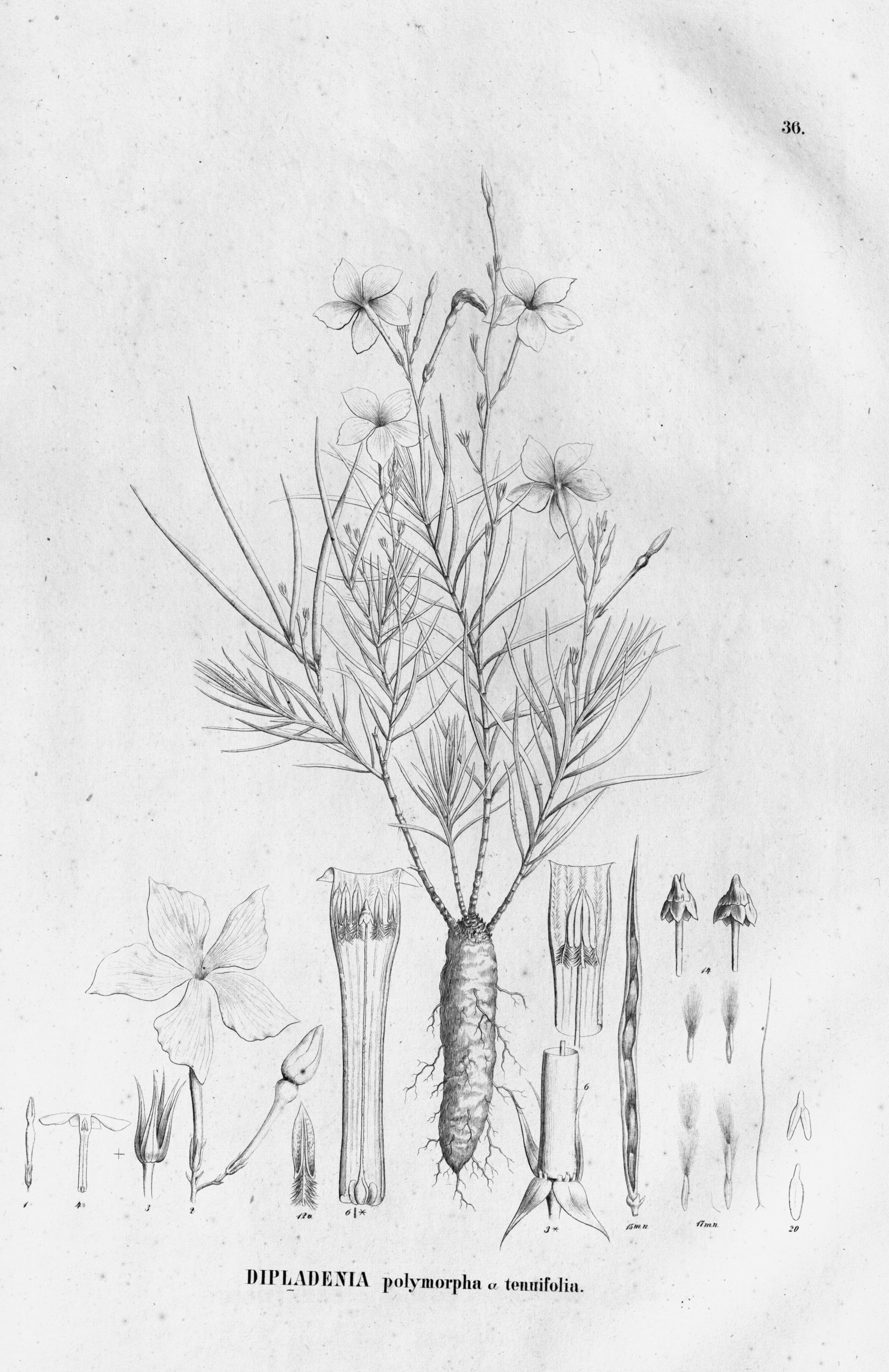 no full size  illustration available (3a)