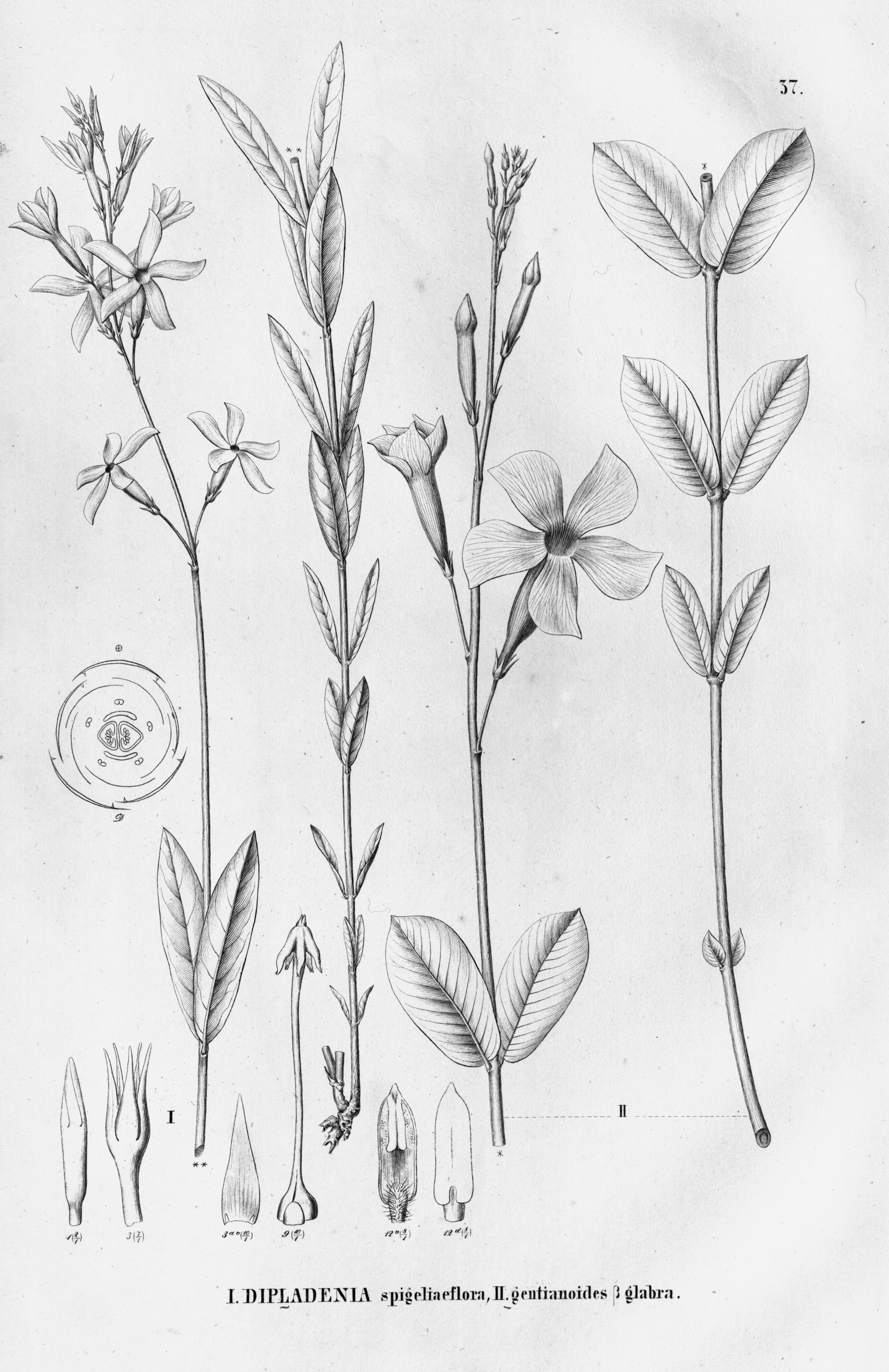 no full size  illustration available (3a)