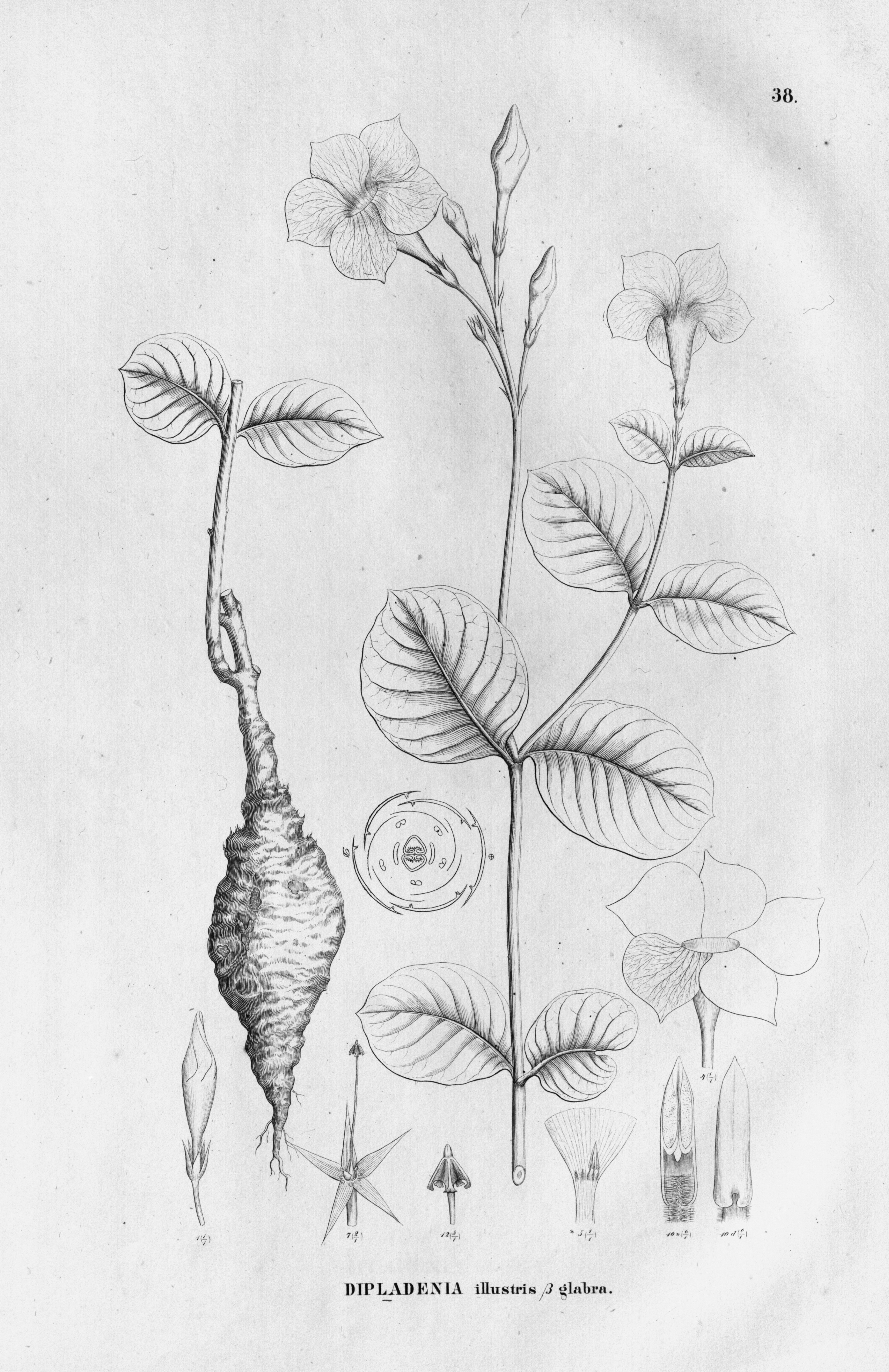 no full size  illustration available (3a)