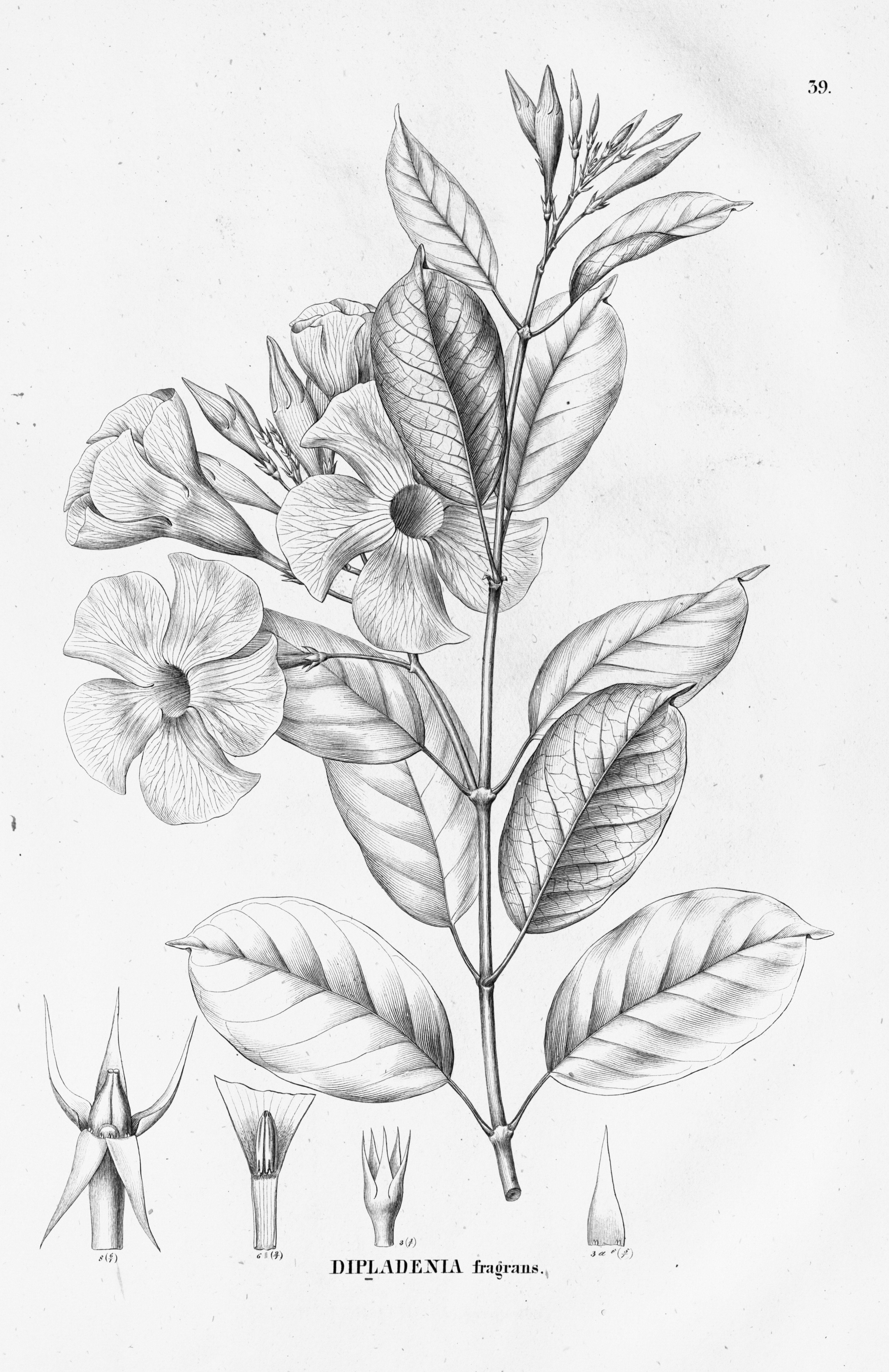 no full size  illustration available (3a)