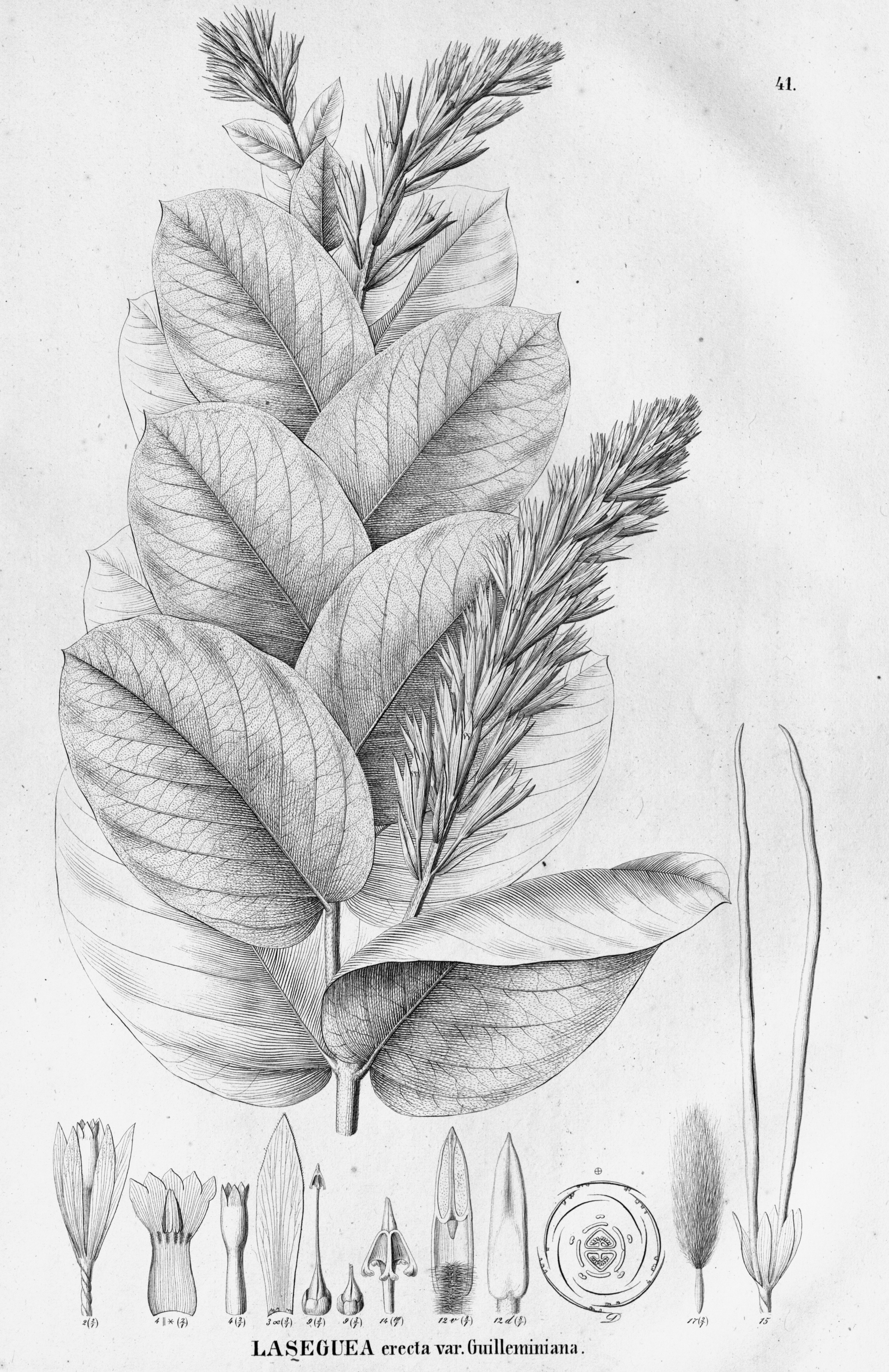 no full size  illustration available (3a)