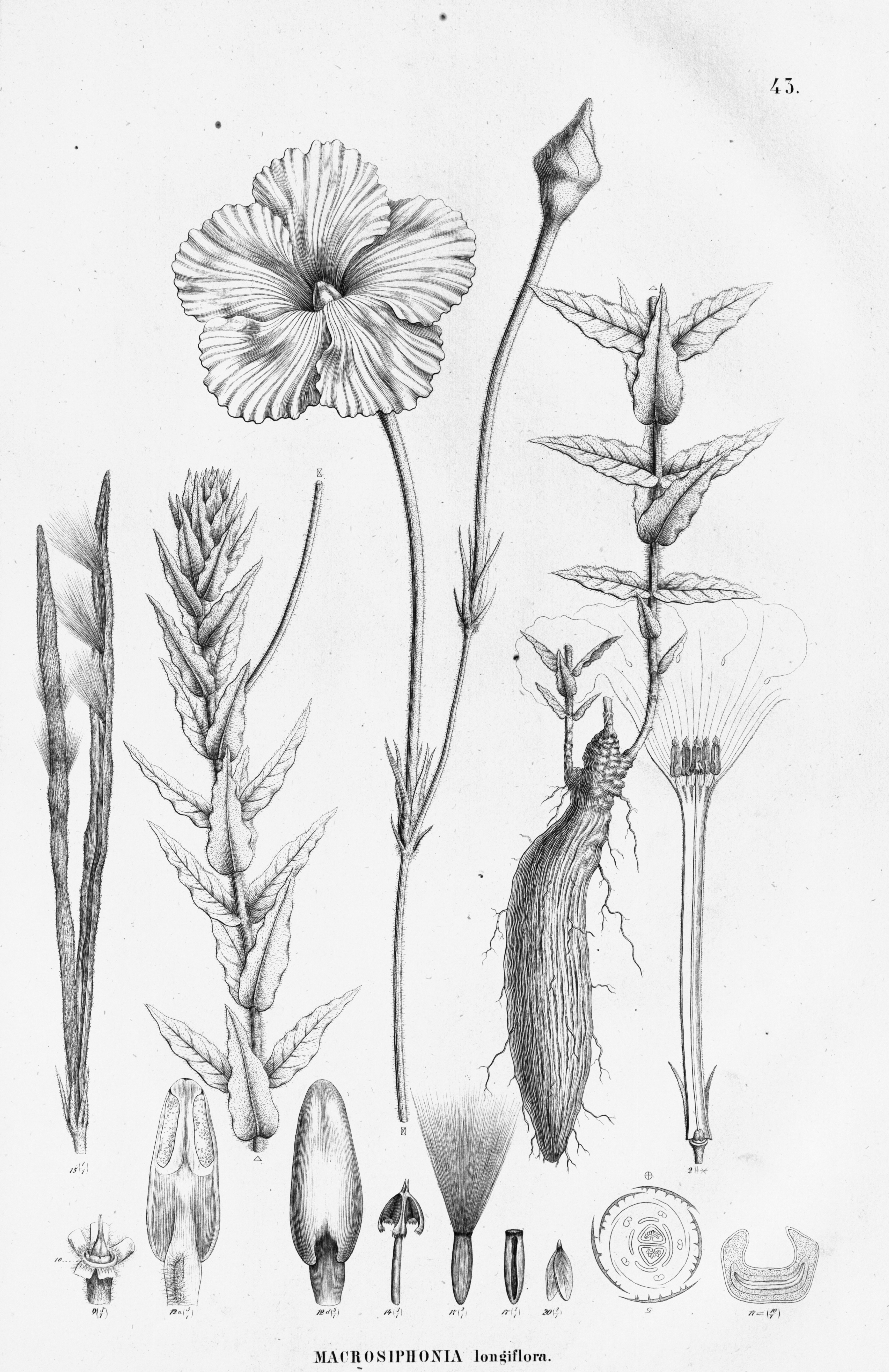 no full size  illustration available (3a)