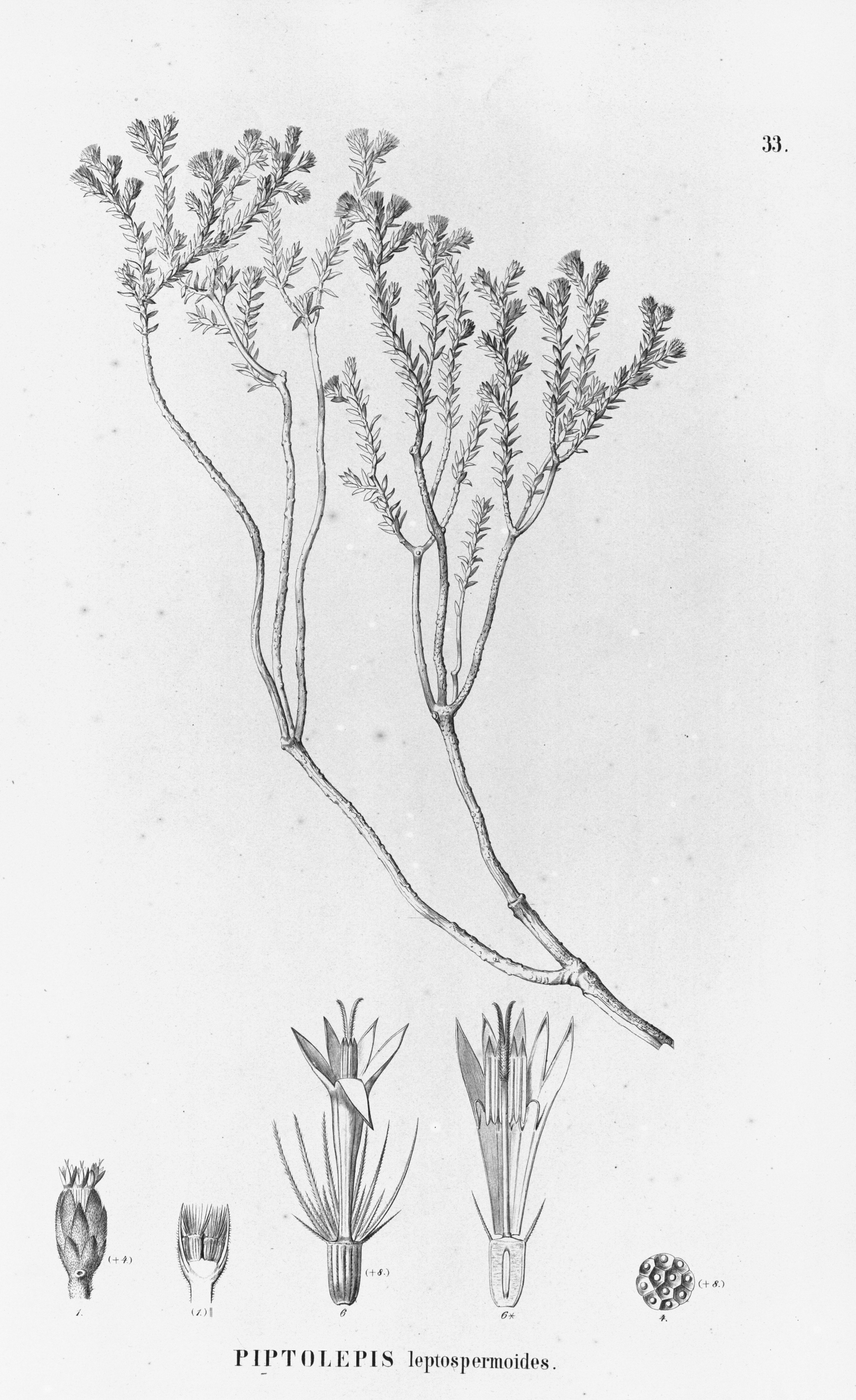 no full size  illustration available (3a)