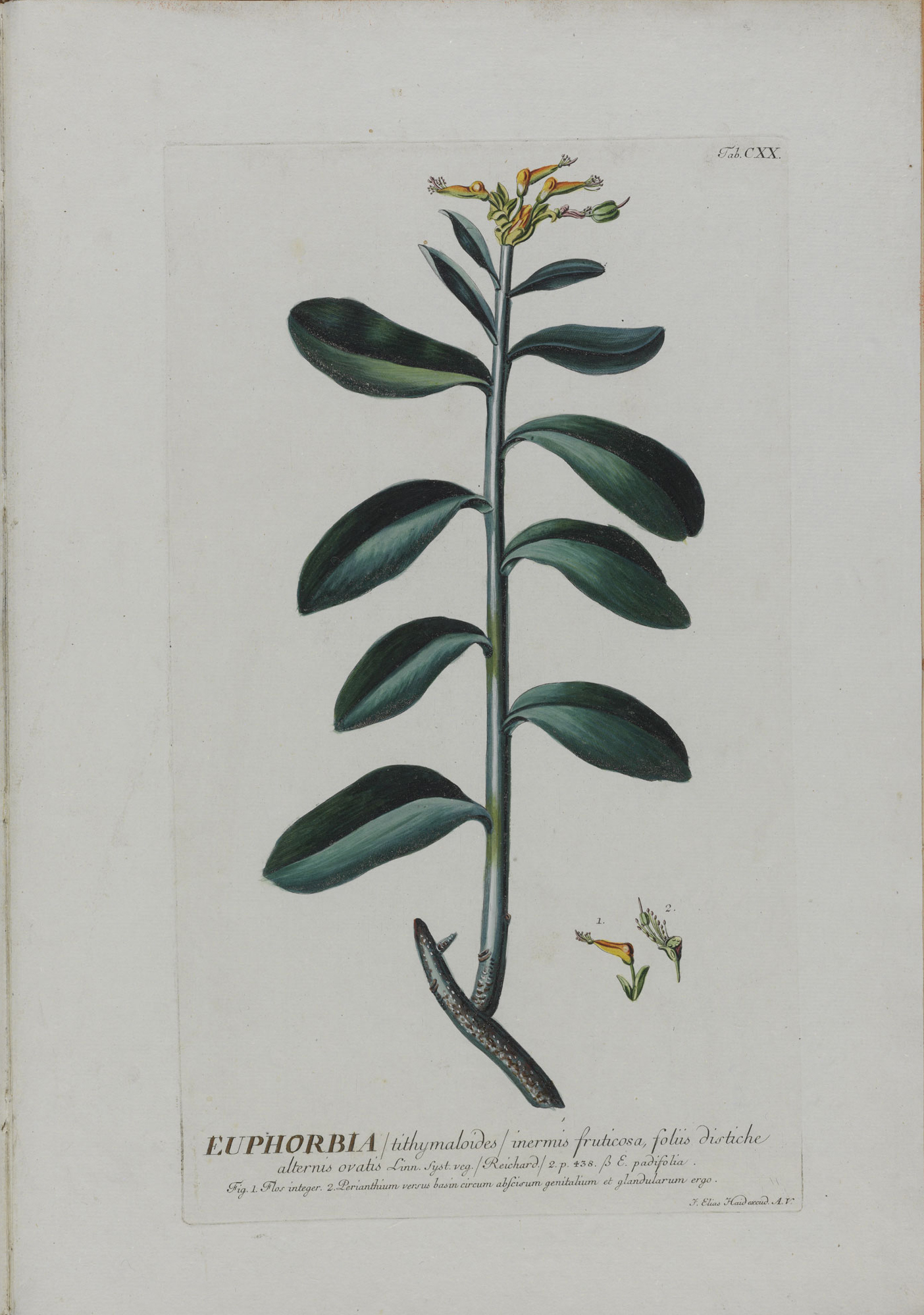 no full size  illustration available (3a)