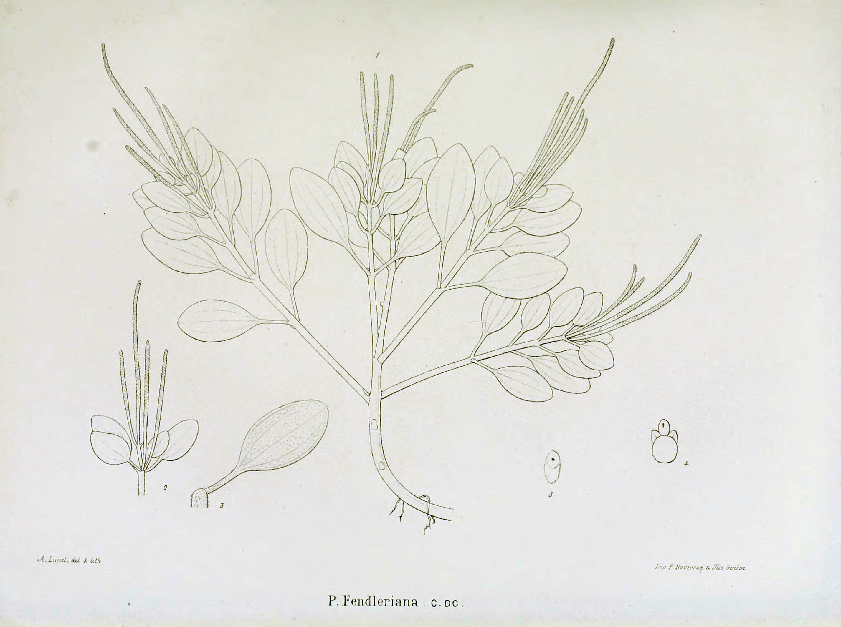 no full size  illustration available (3a)