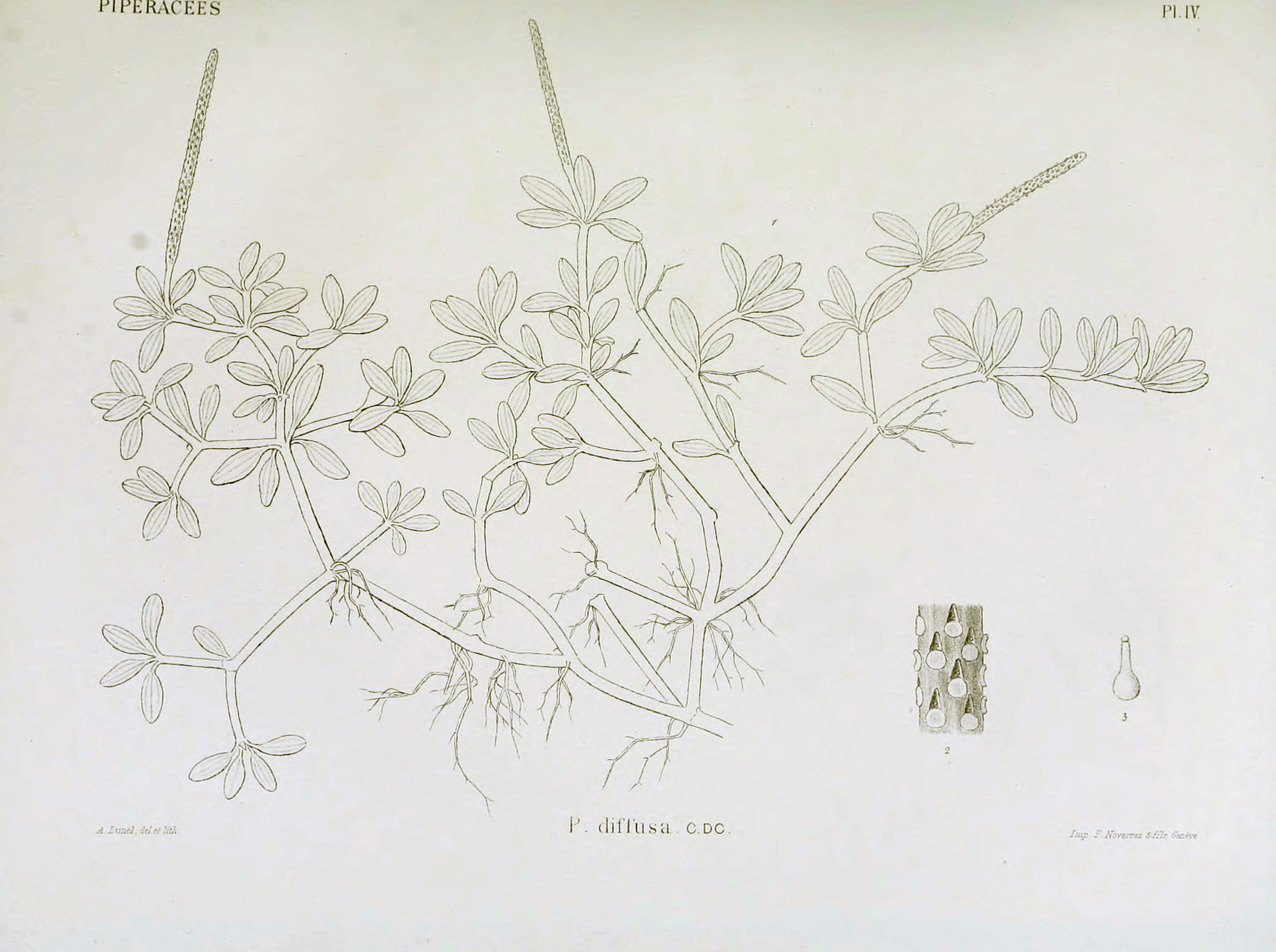 no full size  illustration available (3a)