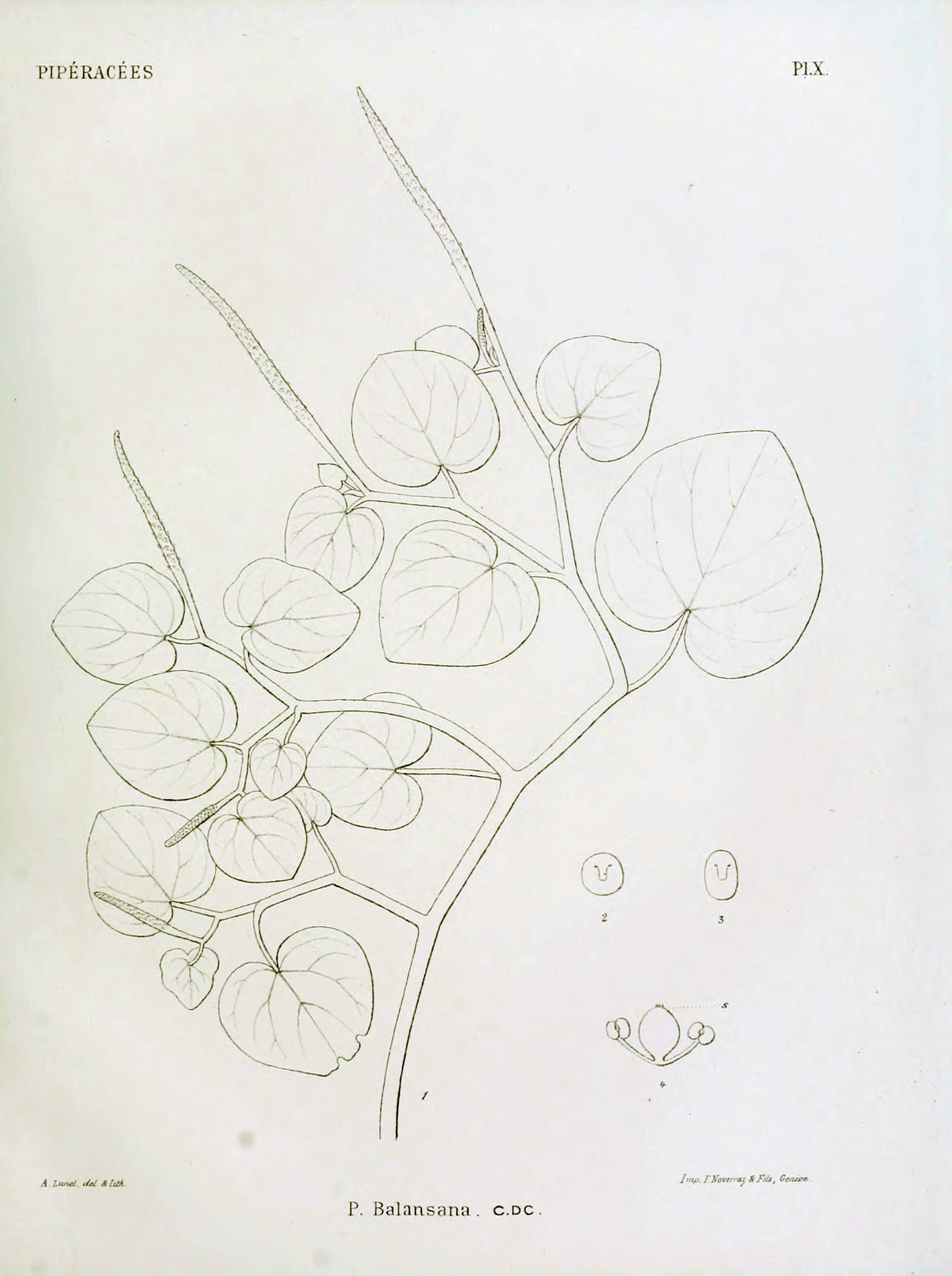 no full size  illustration available (3a)