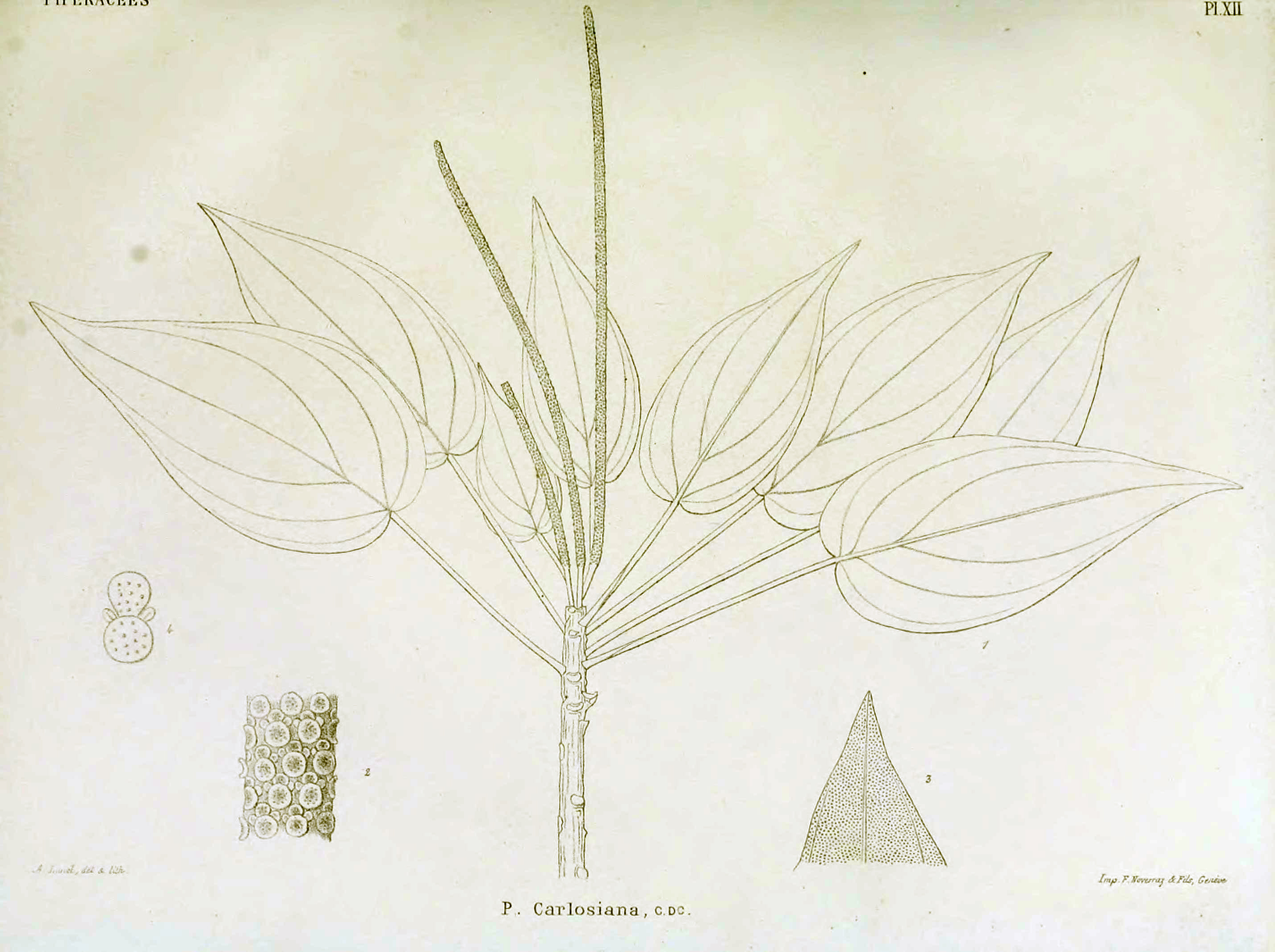 no full size  illustration available (3a)