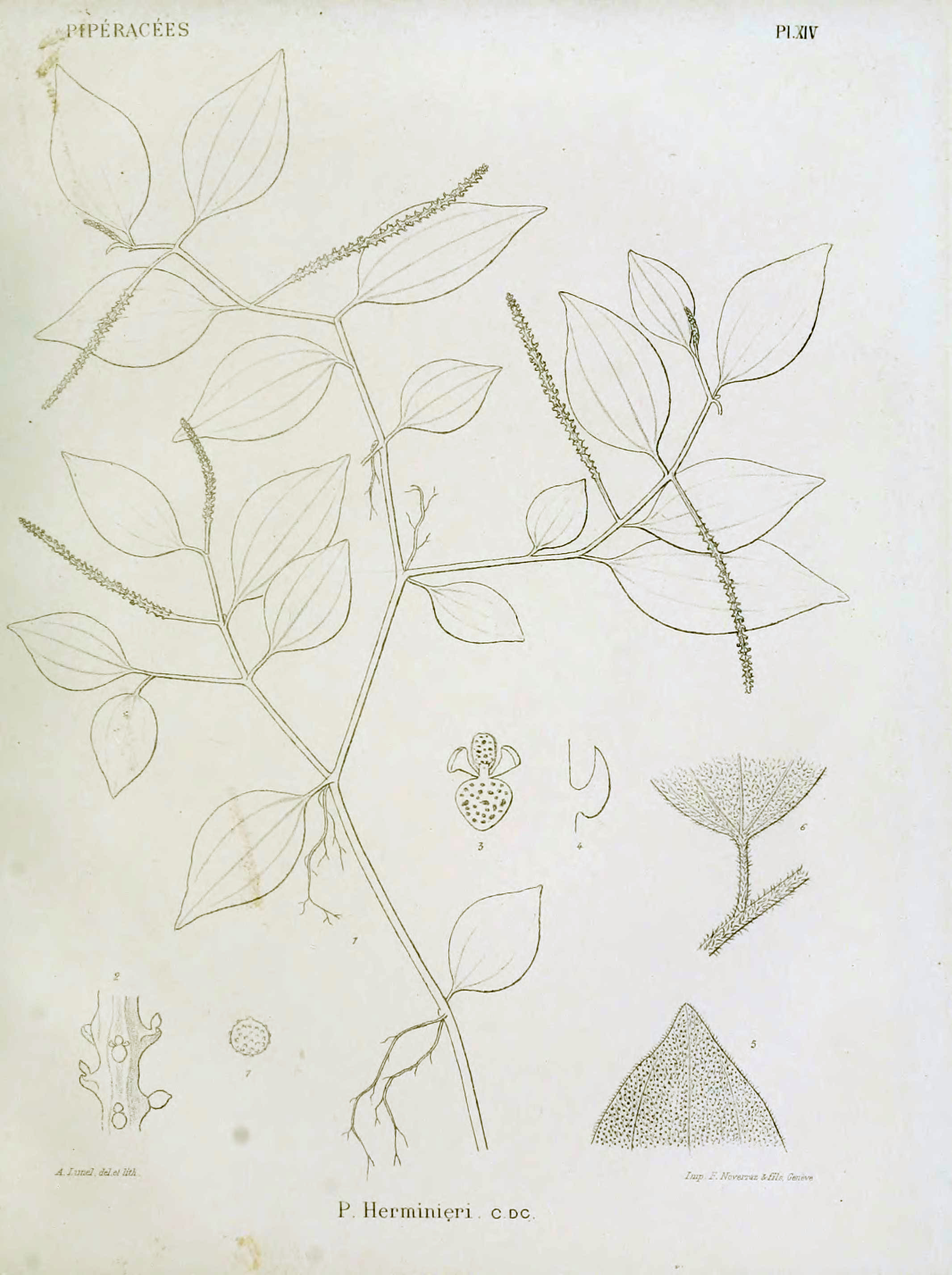 no full size  illustration available (3a)