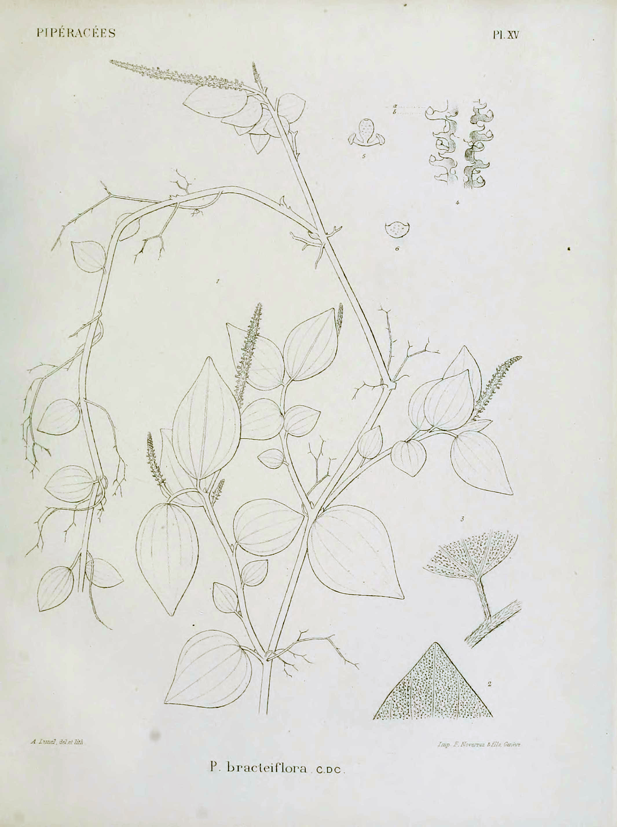 no full size  illustration available (3a)