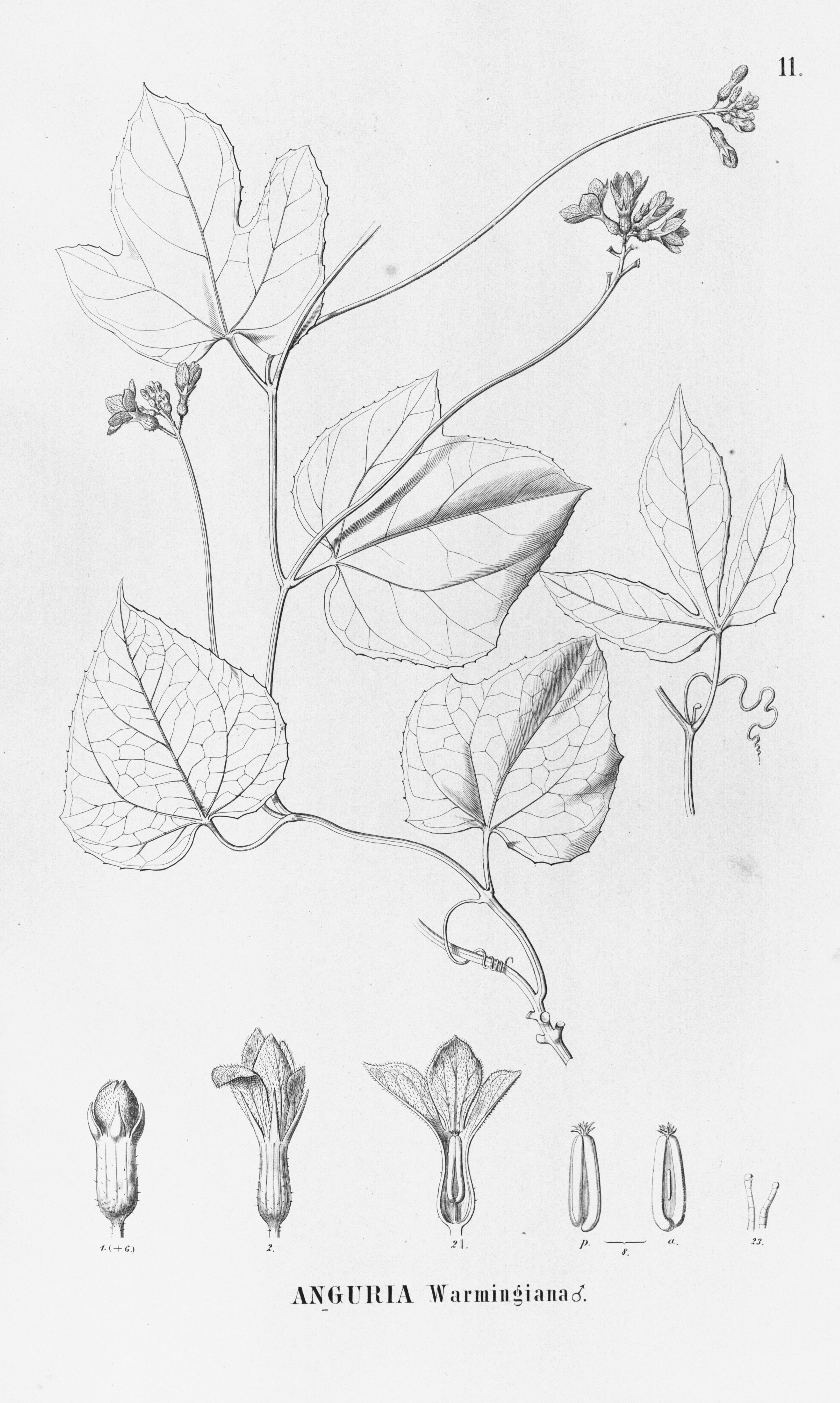 no full size  illustration available (3a)