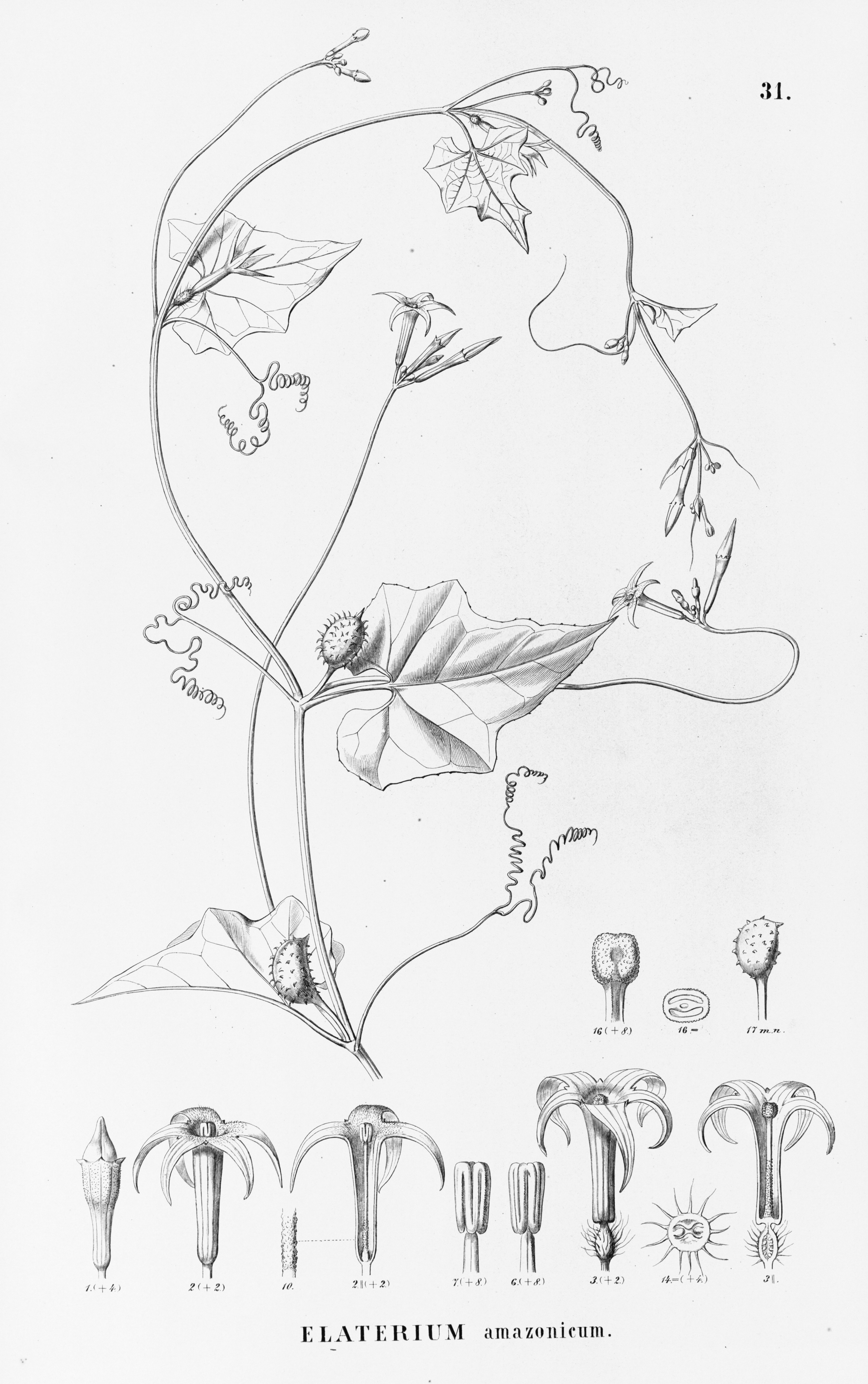 no full size  illustration available (3a)