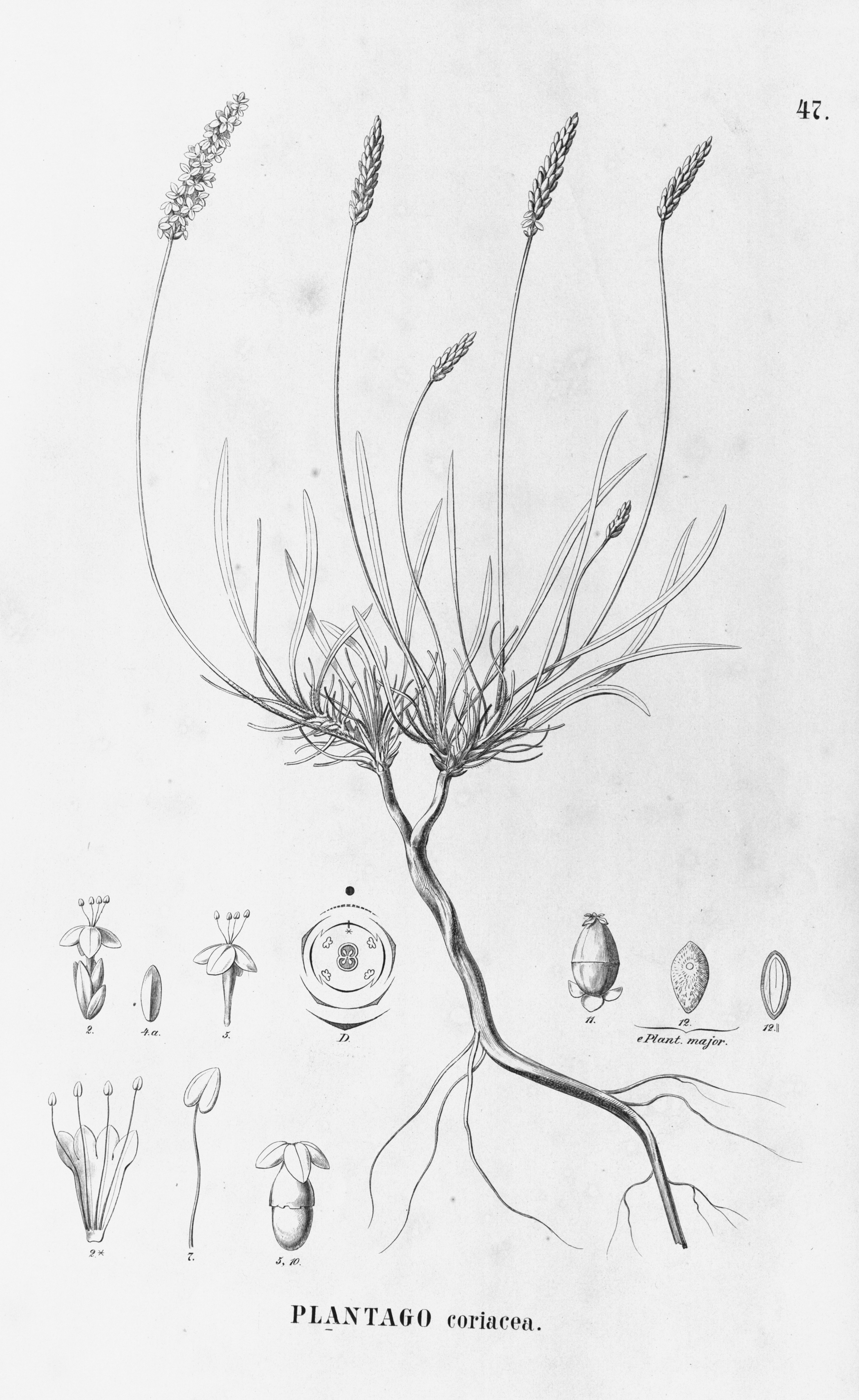 no full size  illustration available (3a)