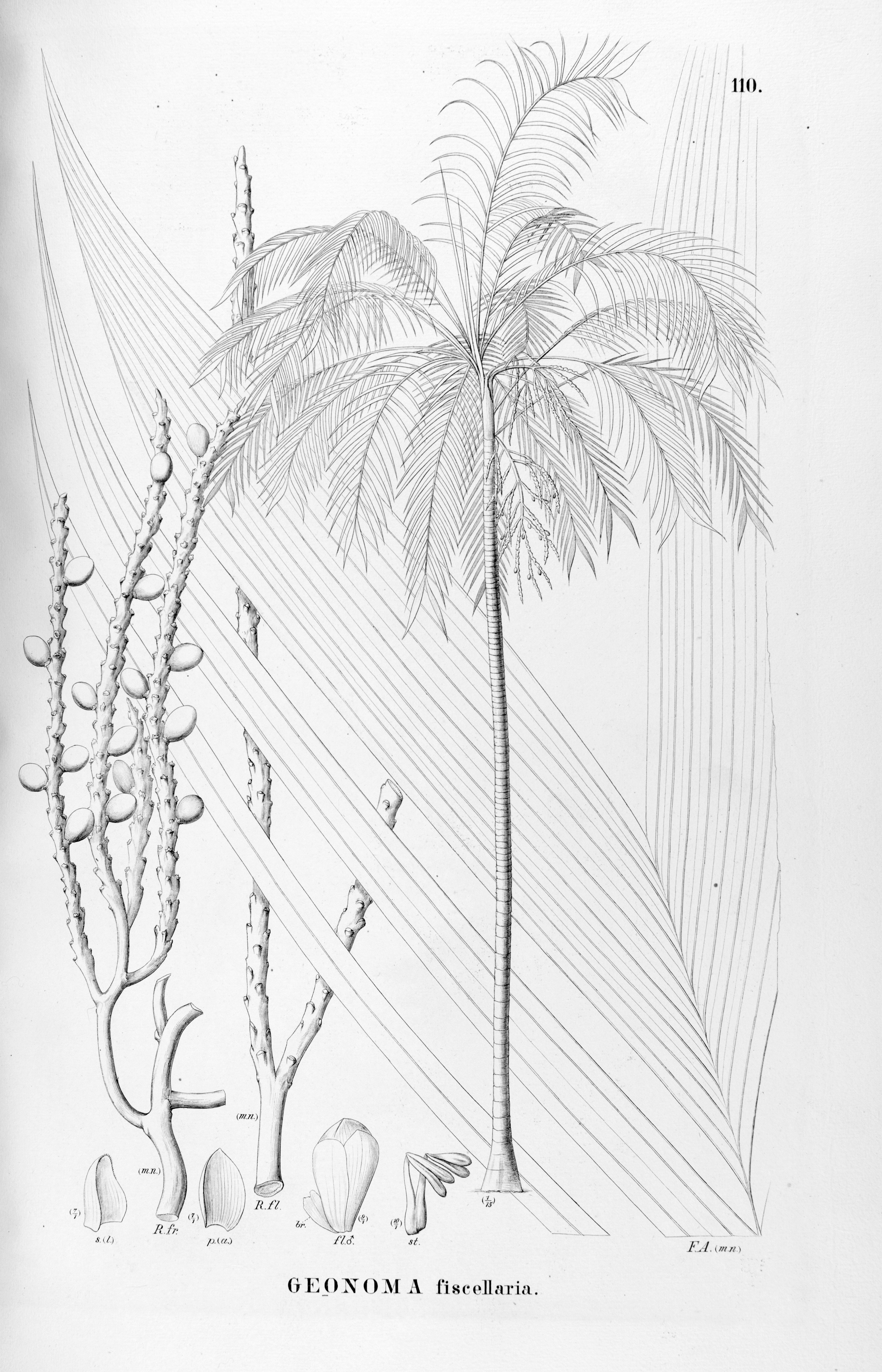 no full size  illustration available (3a)