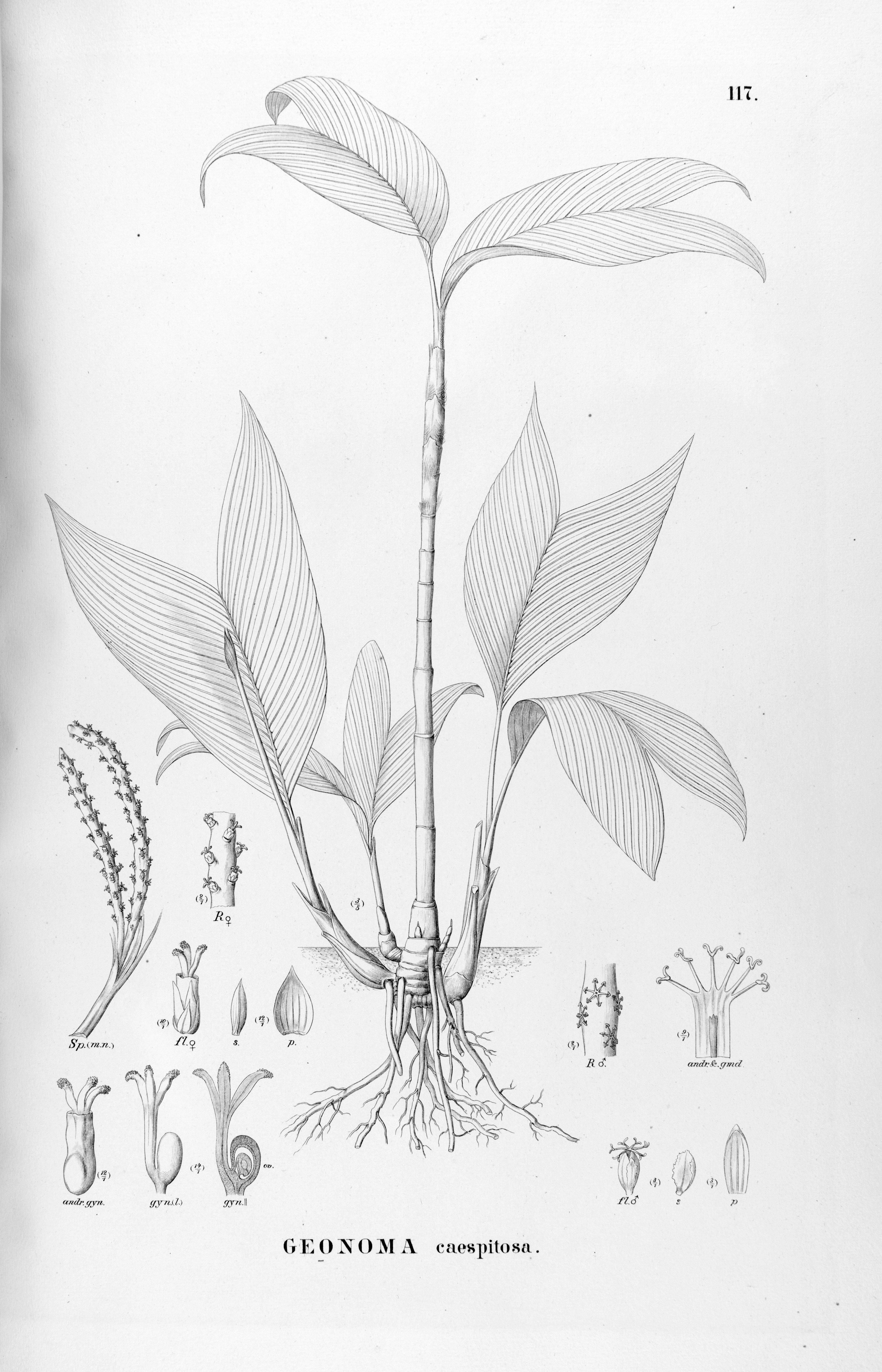 no full size  illustration available (3a)