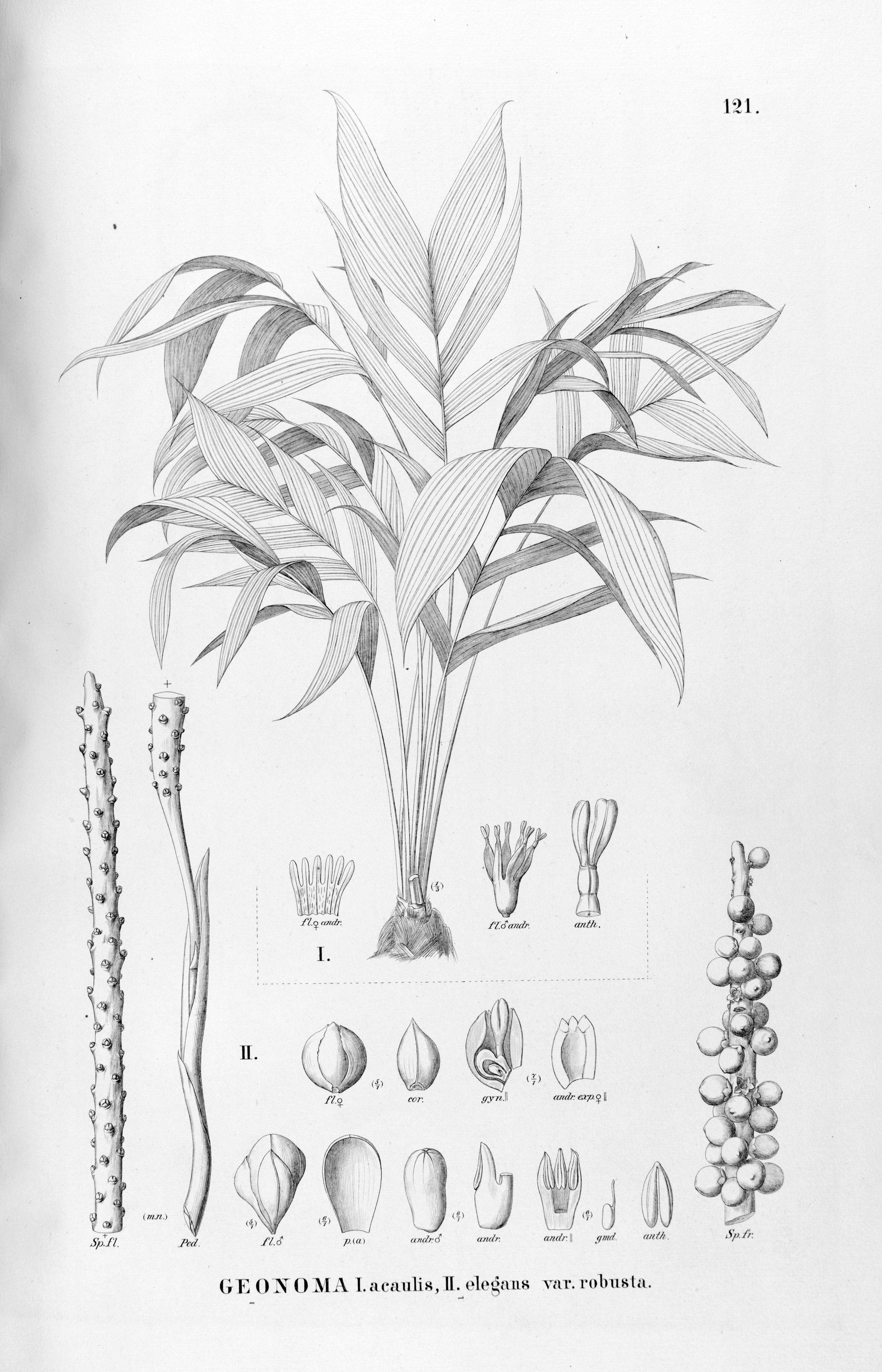 no full size  illustration available (3a)