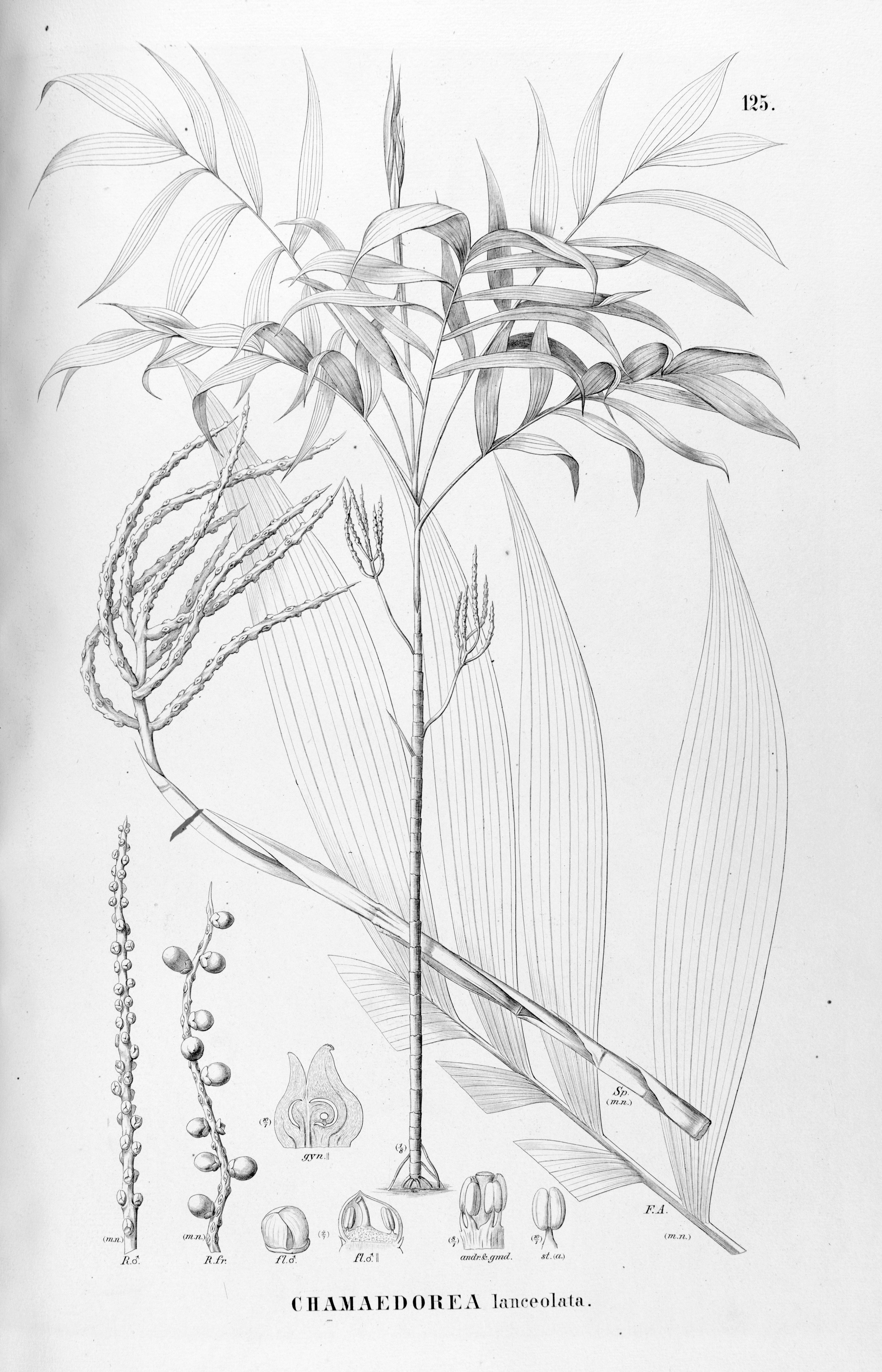 no full size  illustration available (3a)