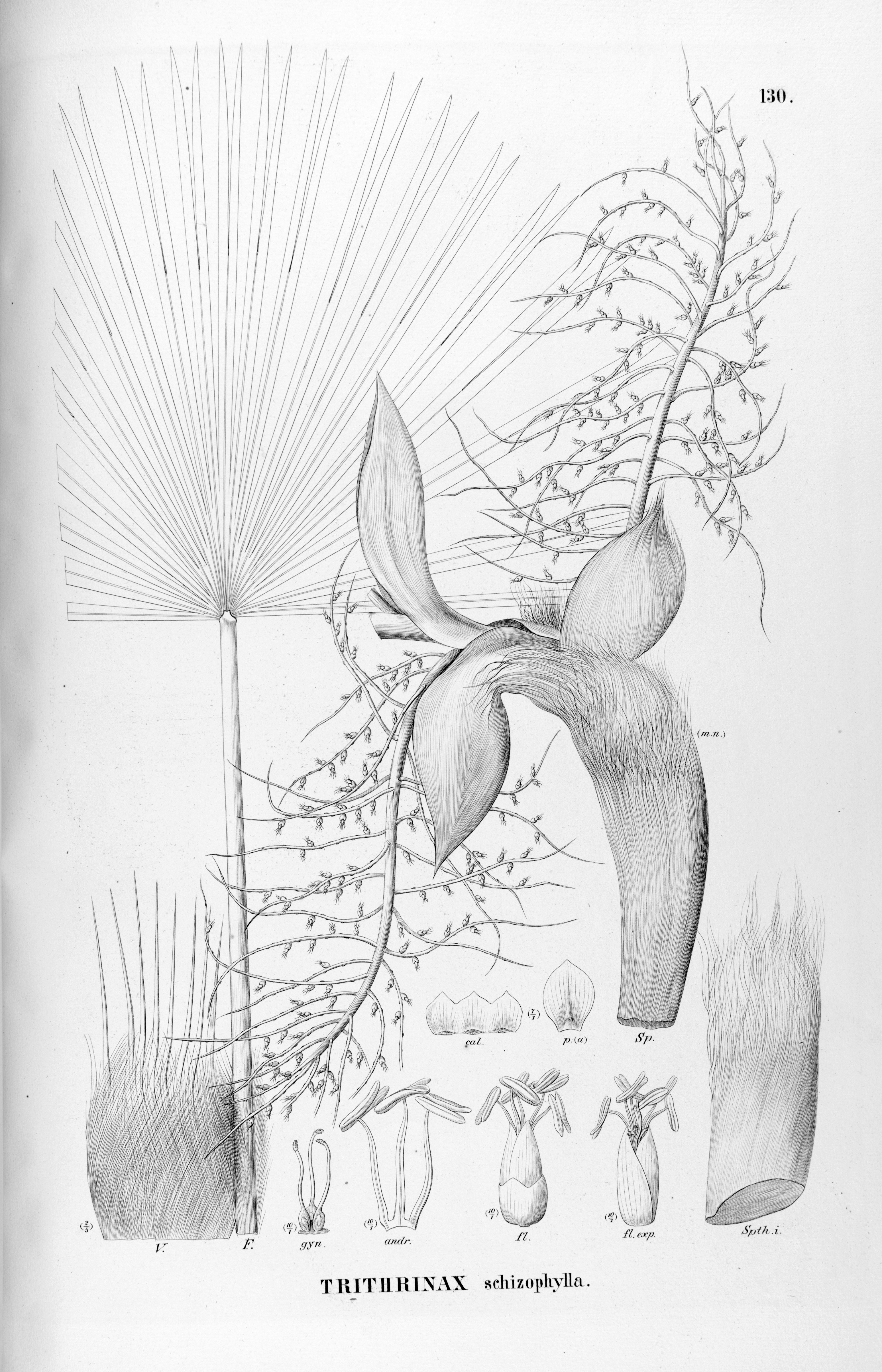 no full size  illustration available (3a)