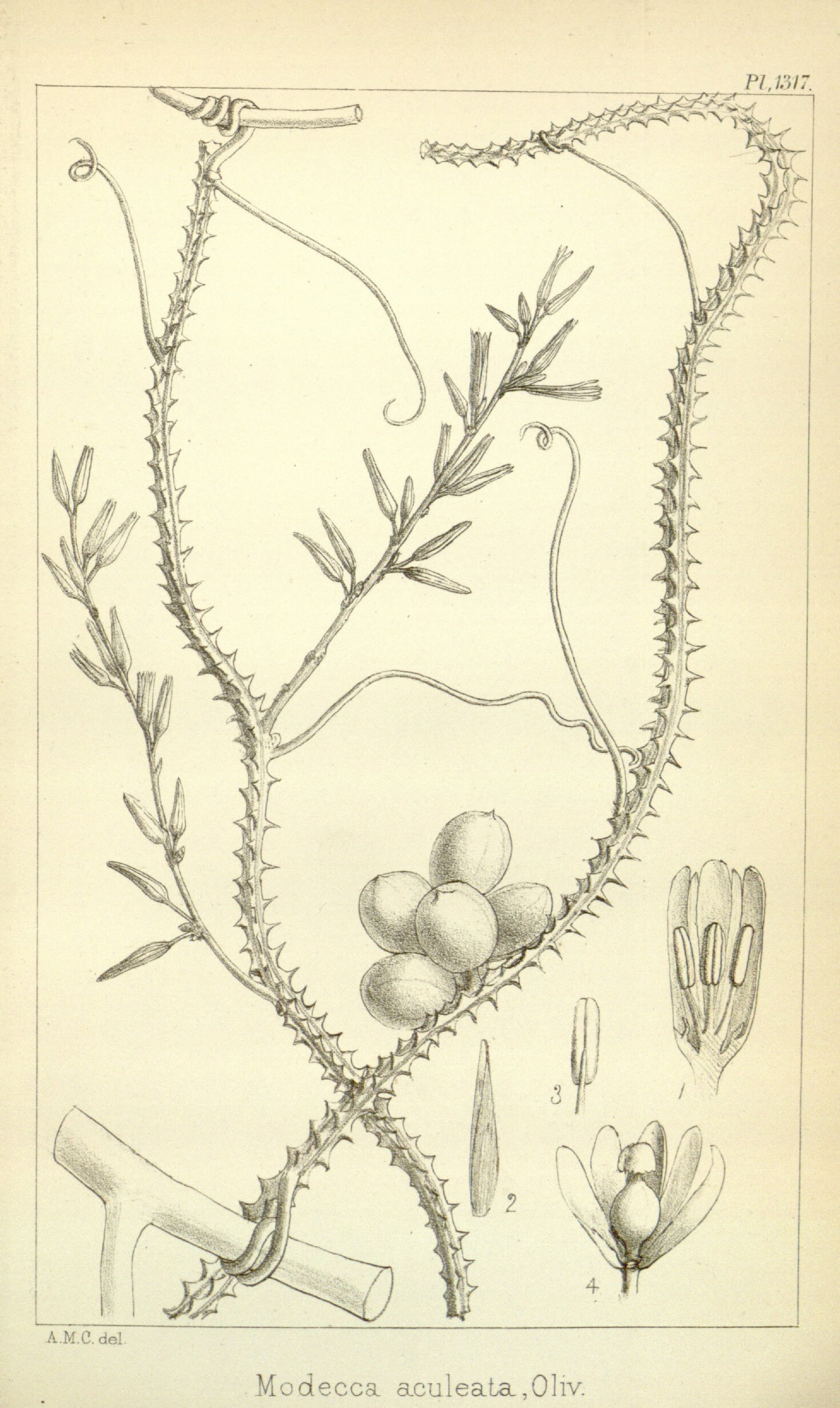 no full size  illustration available (3a)