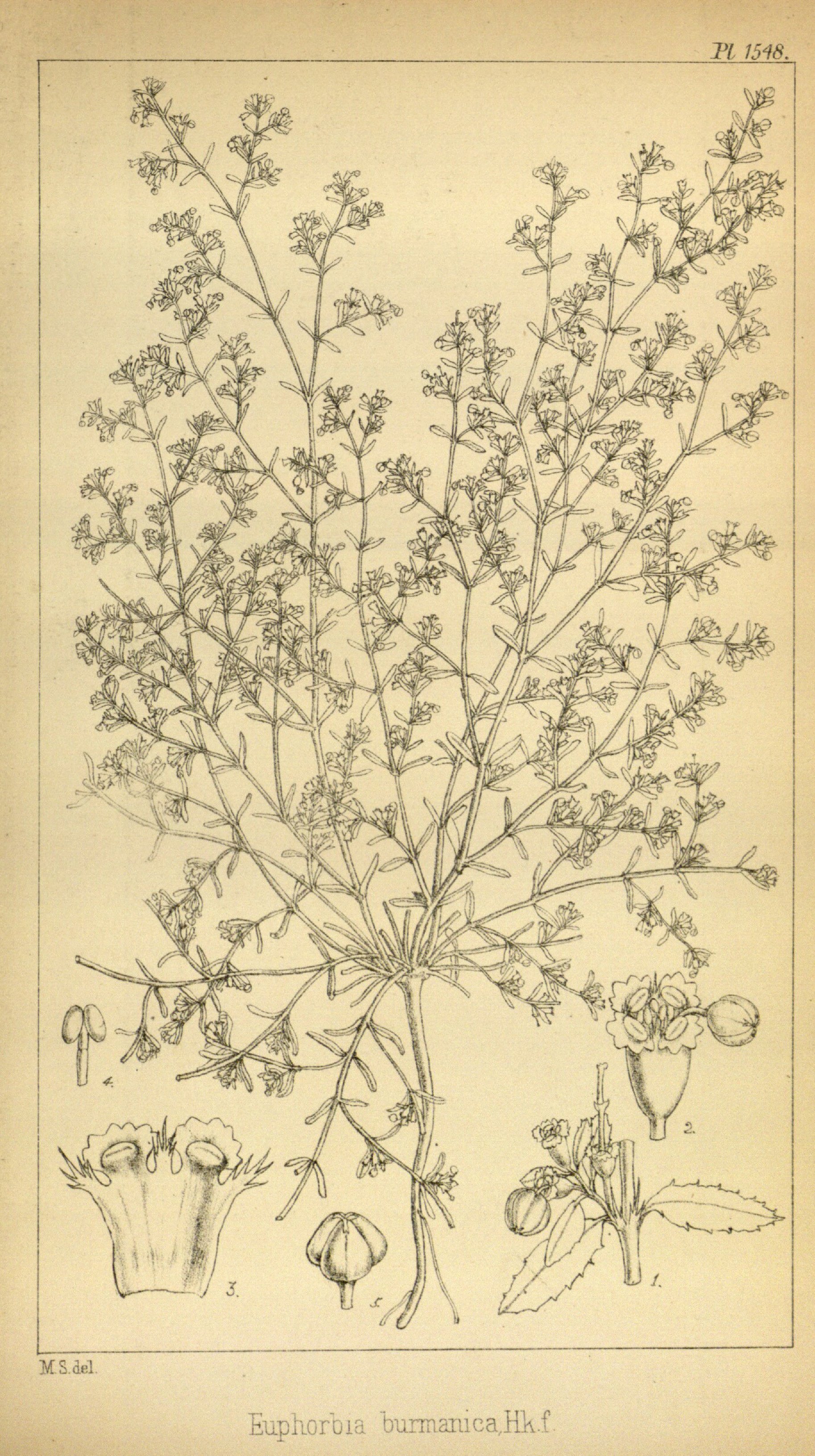 no full size  illustration available (3a)