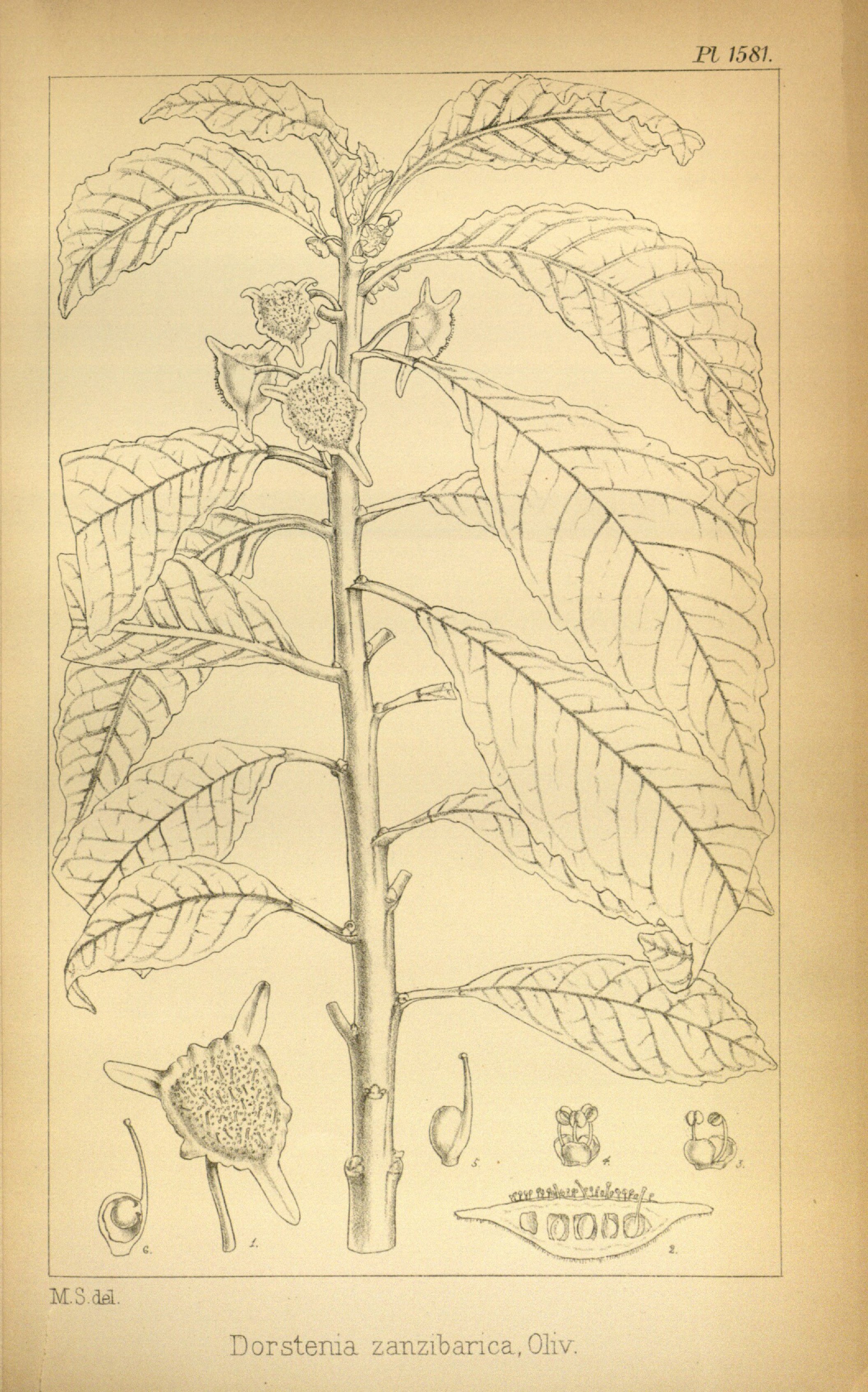 no full size  illustration available (3a)