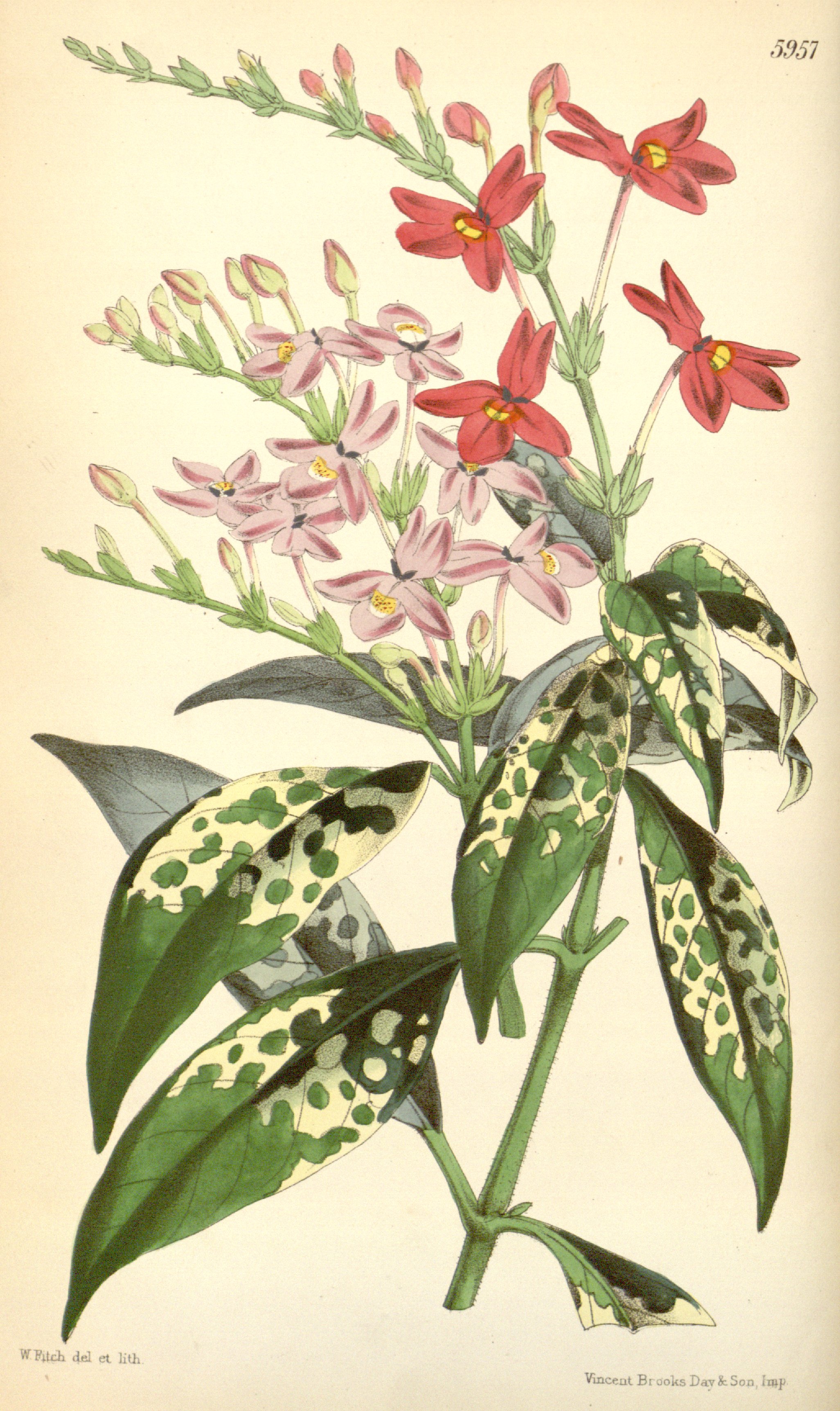 no full size  illustration available (3a)