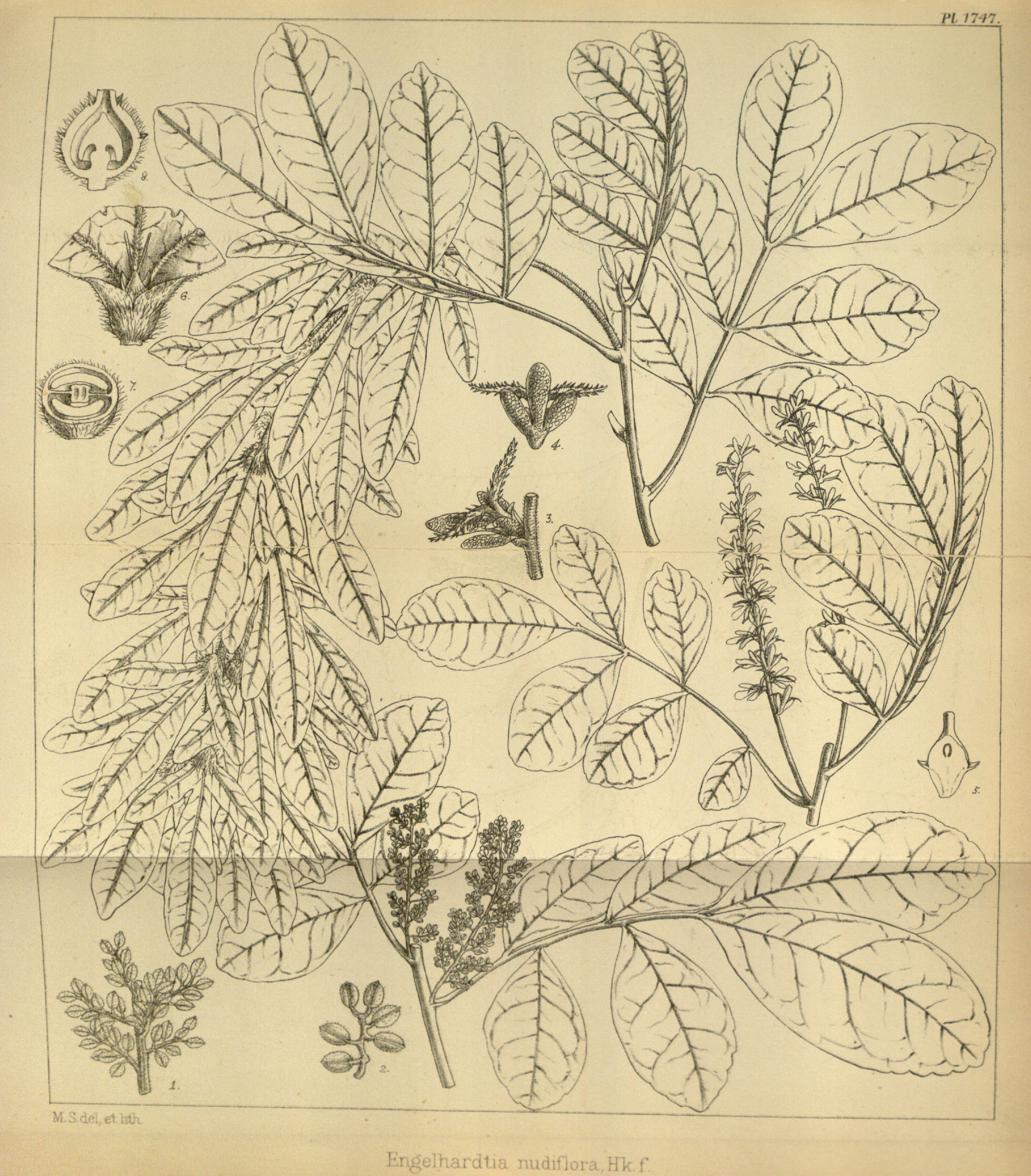 no full size  illustration available (3a)