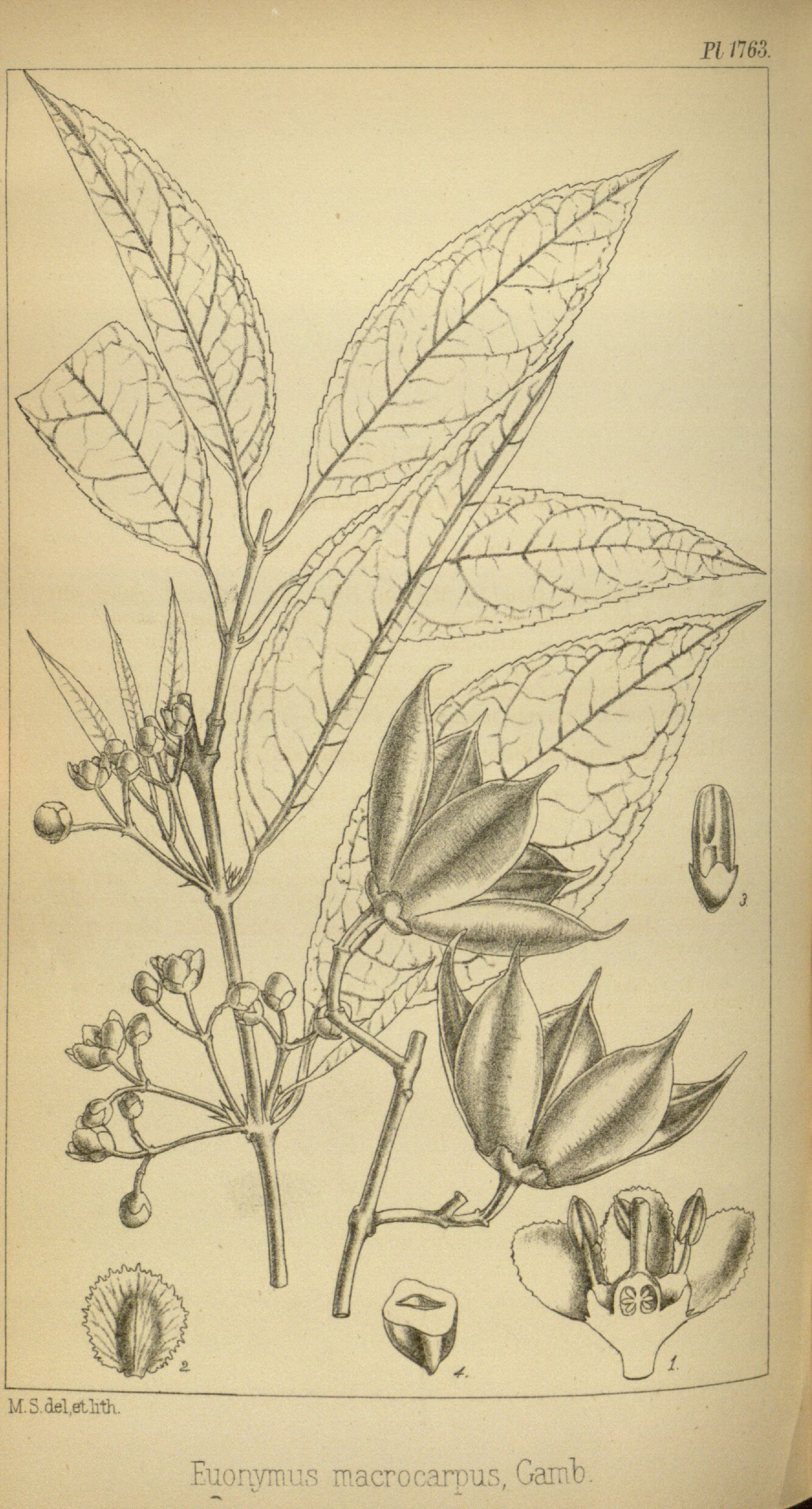 no full size  illustration available (3a)