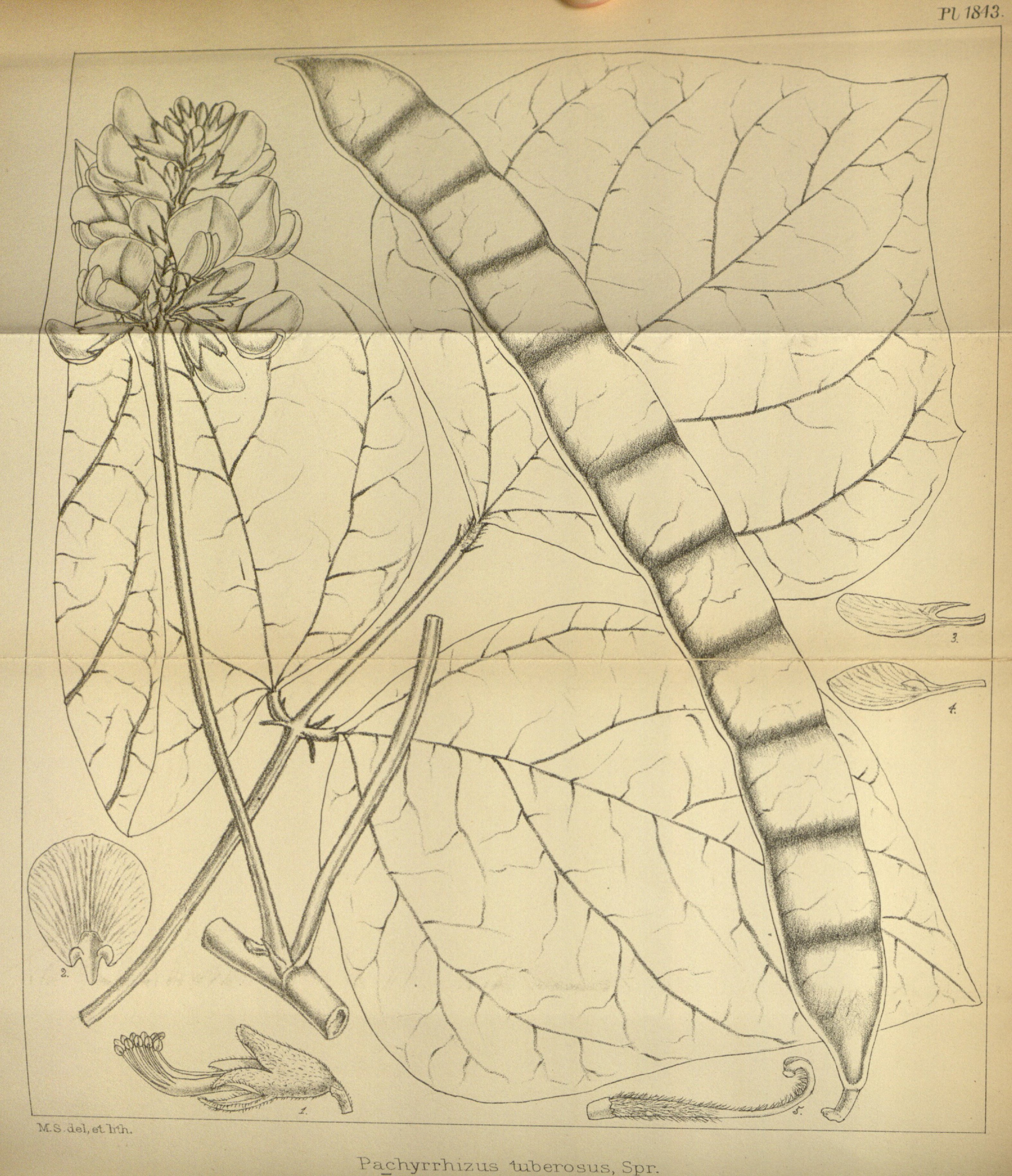 no full size  illustration available (3a)