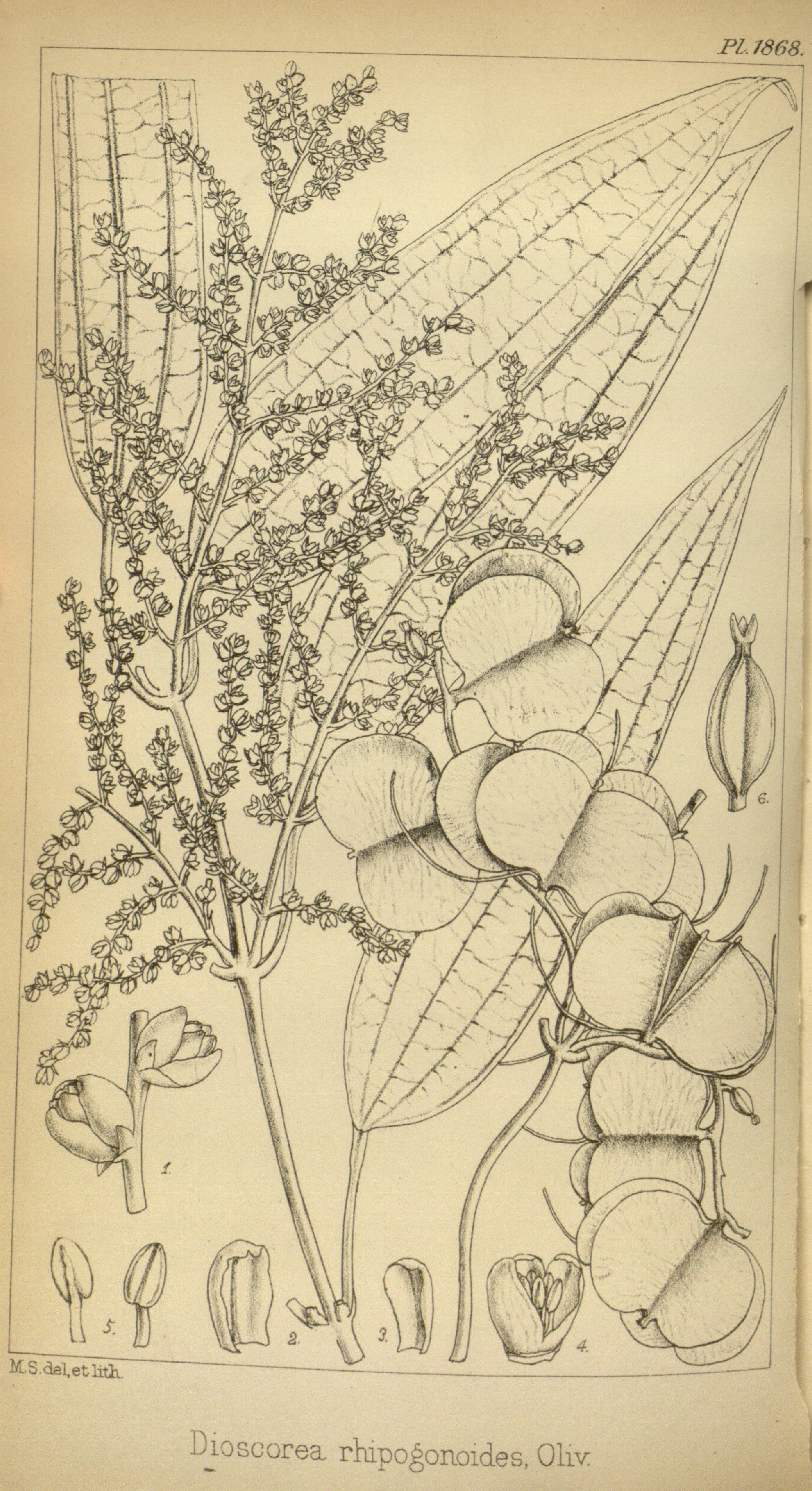 no full size  illustration available (3a)