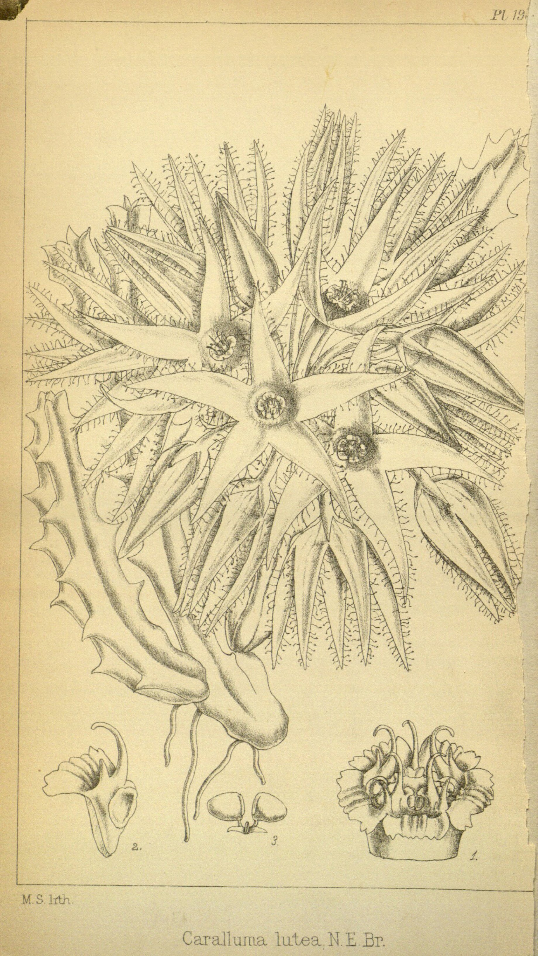 no full size  illustration available (3a)