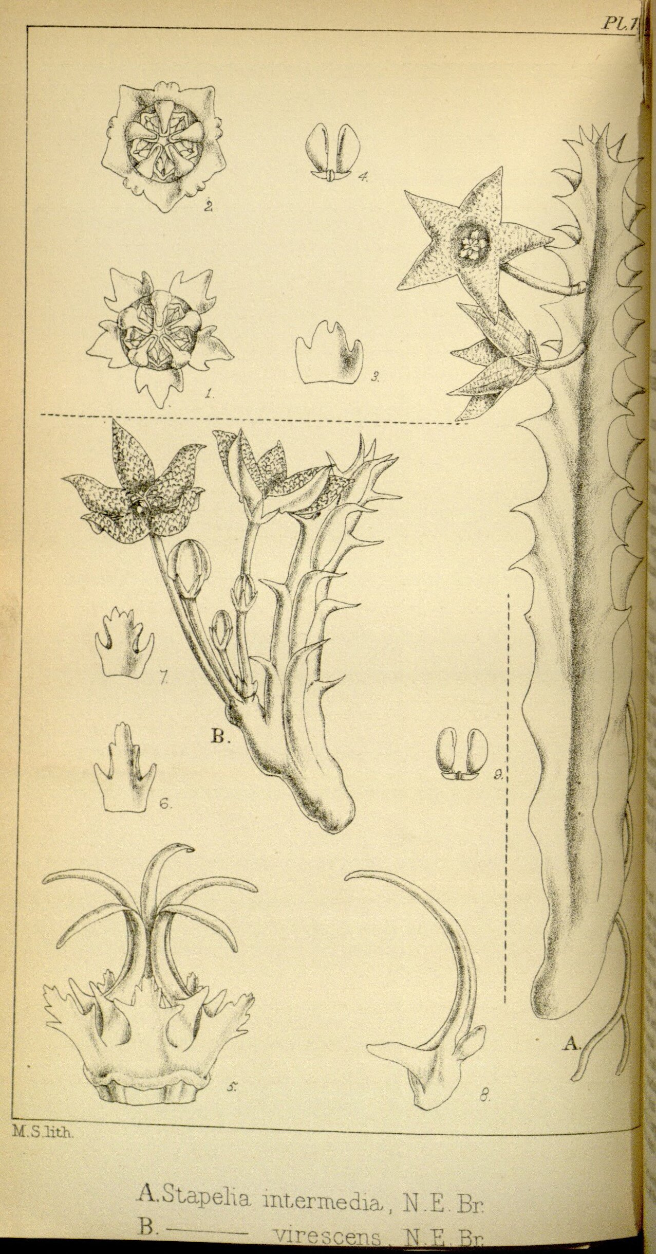 no full size  illustration available (3a)