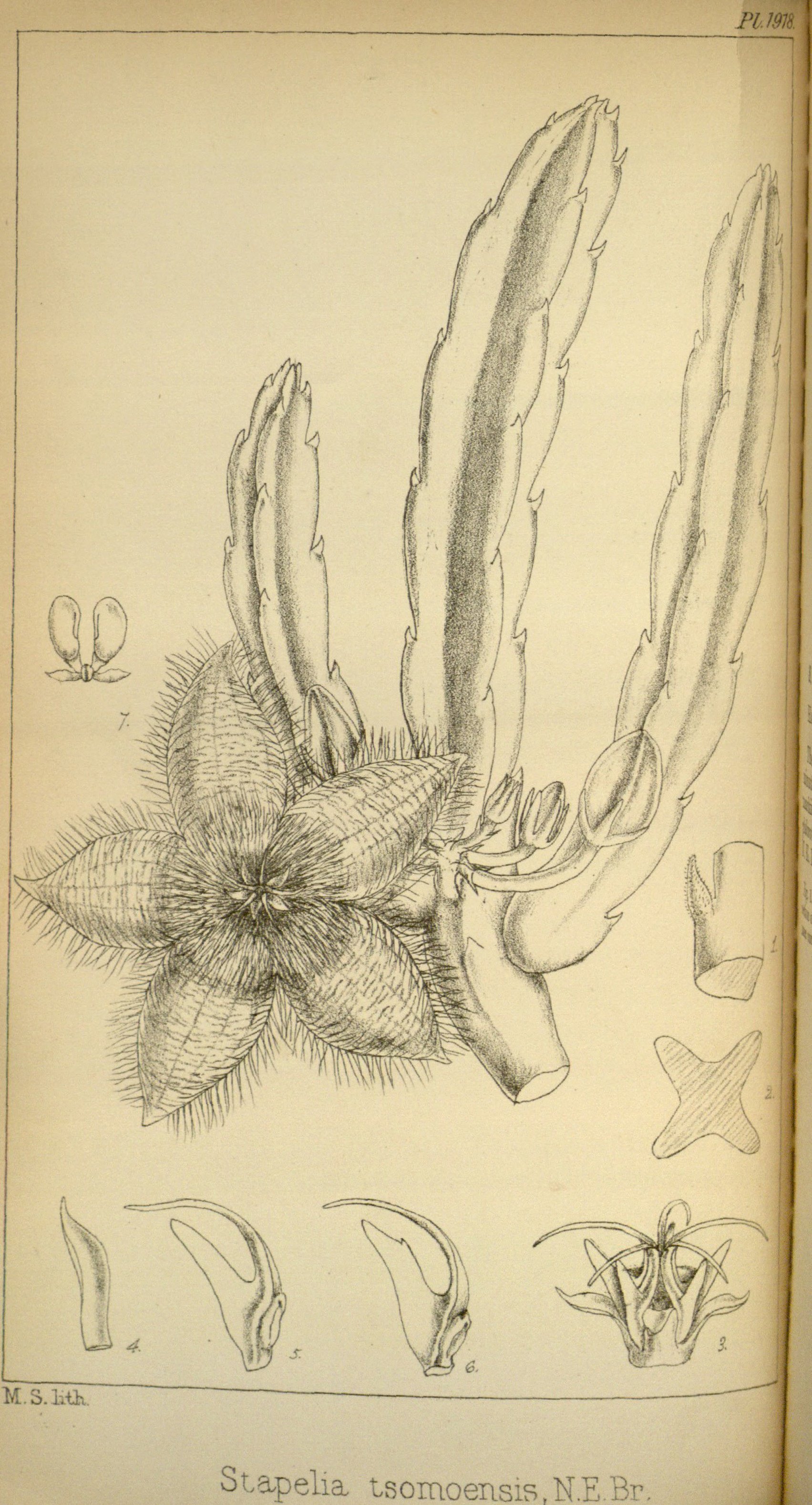 no full size  illustration available (3a)