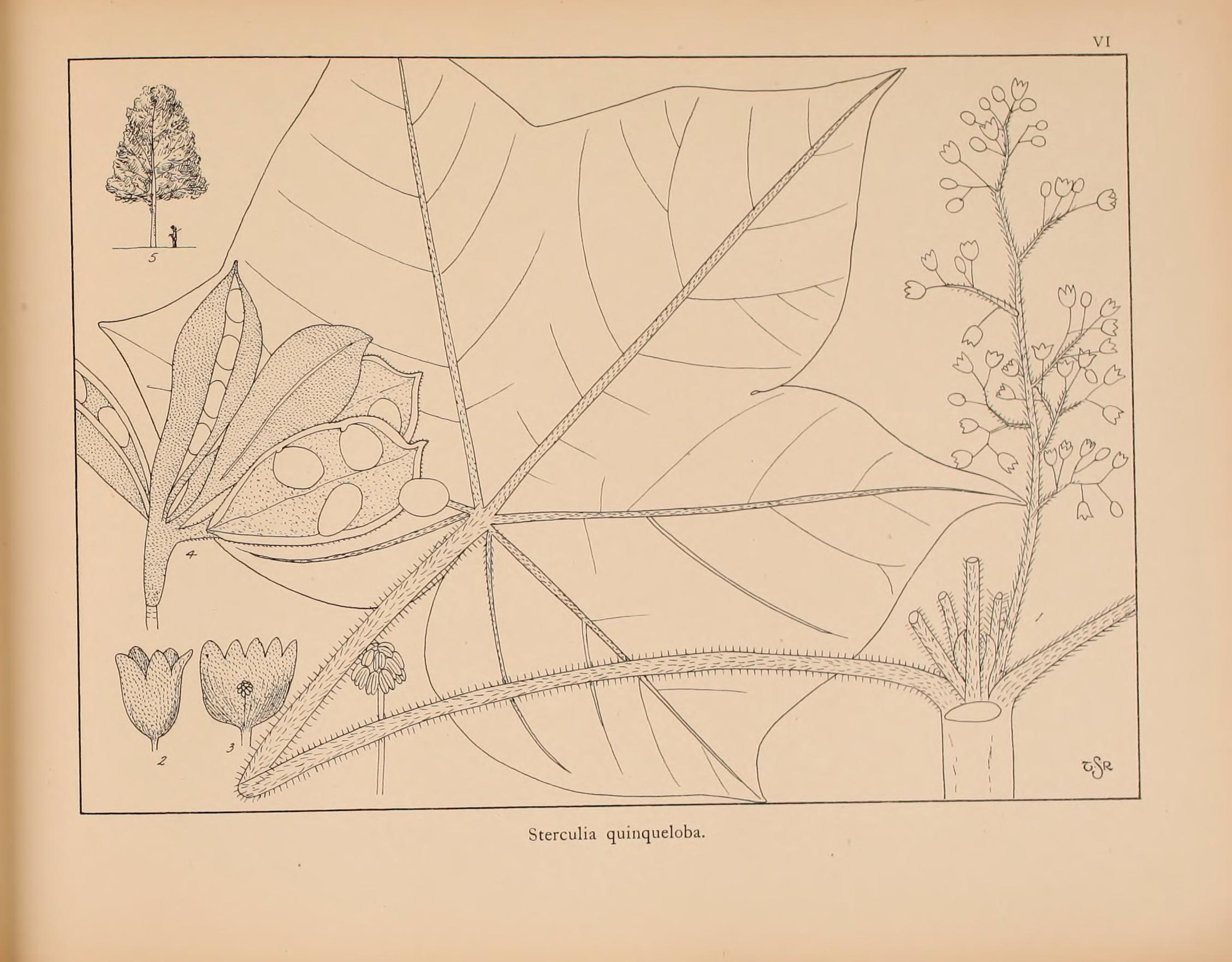 no full size  illustration available (3a)