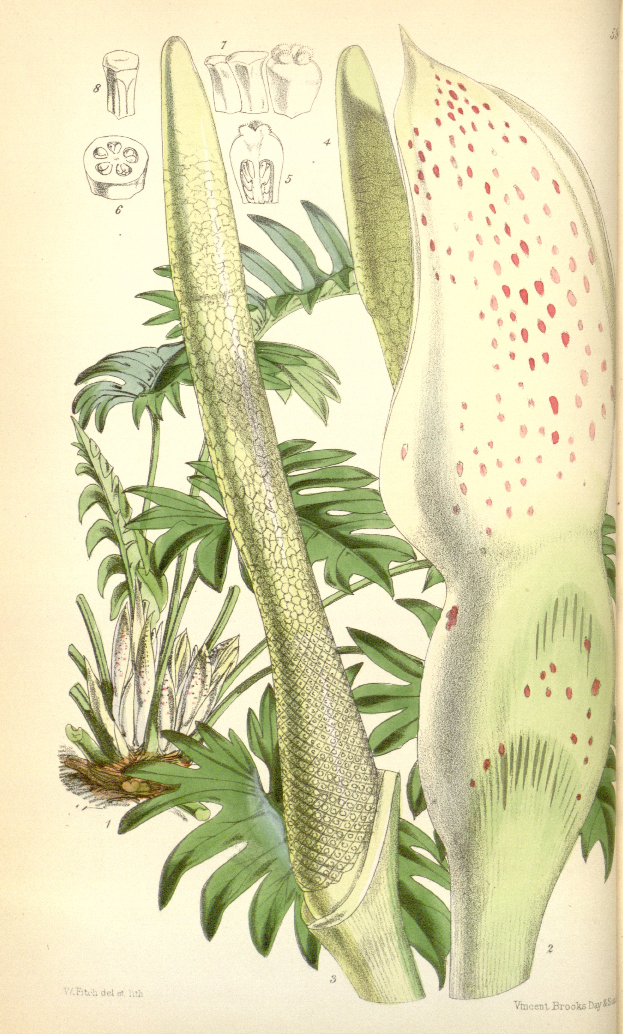 no full size  illustration available (3a)