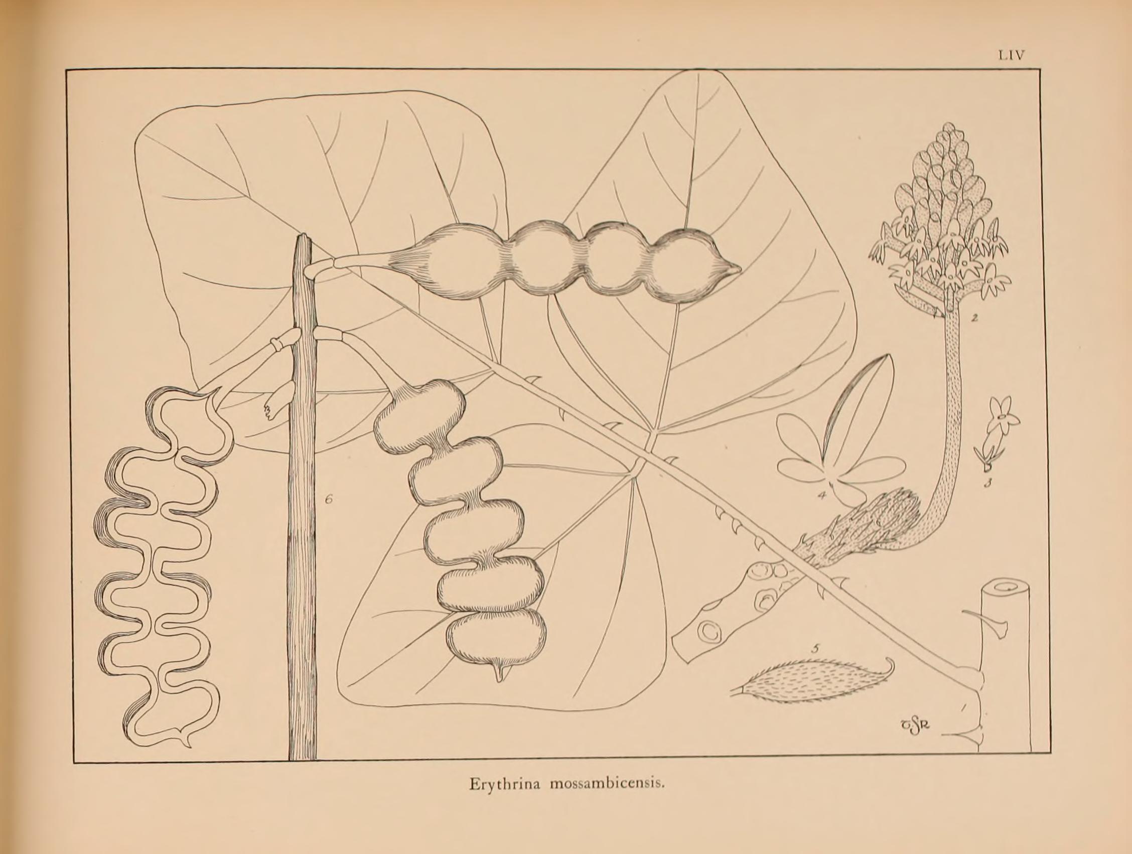 no full size  illustration available (3a)