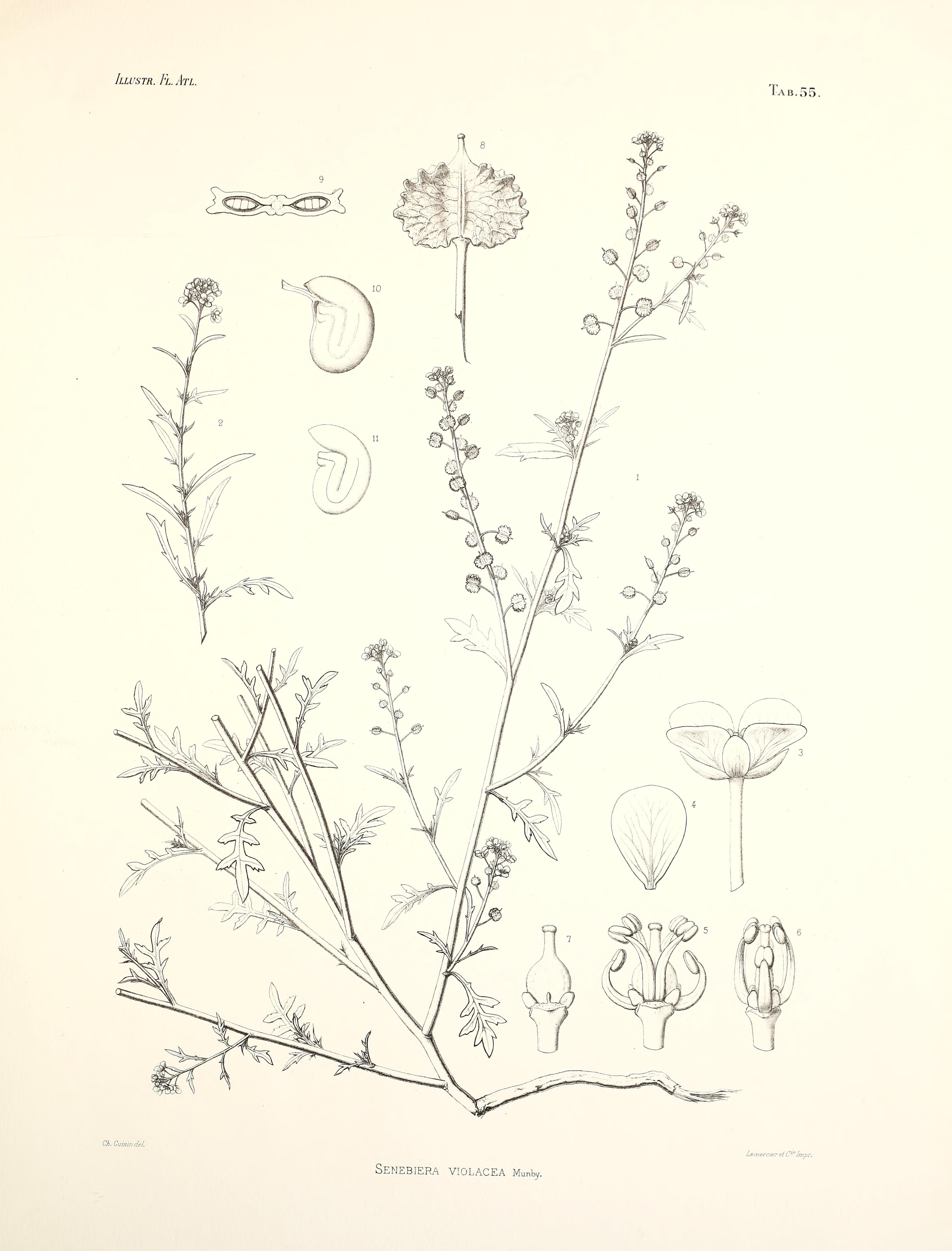 no full size  illustration available (3a)