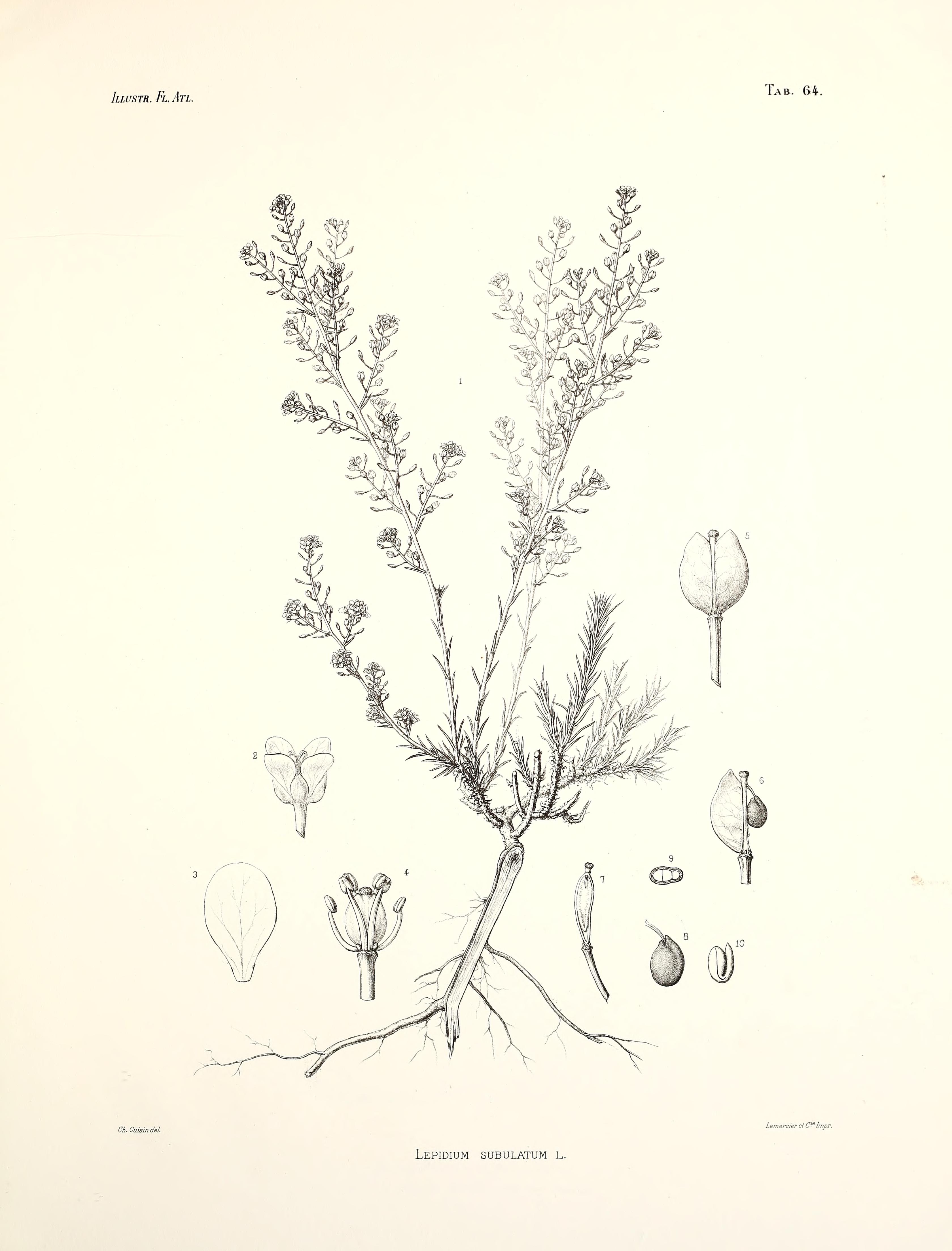 no full size  illustration available (3a)