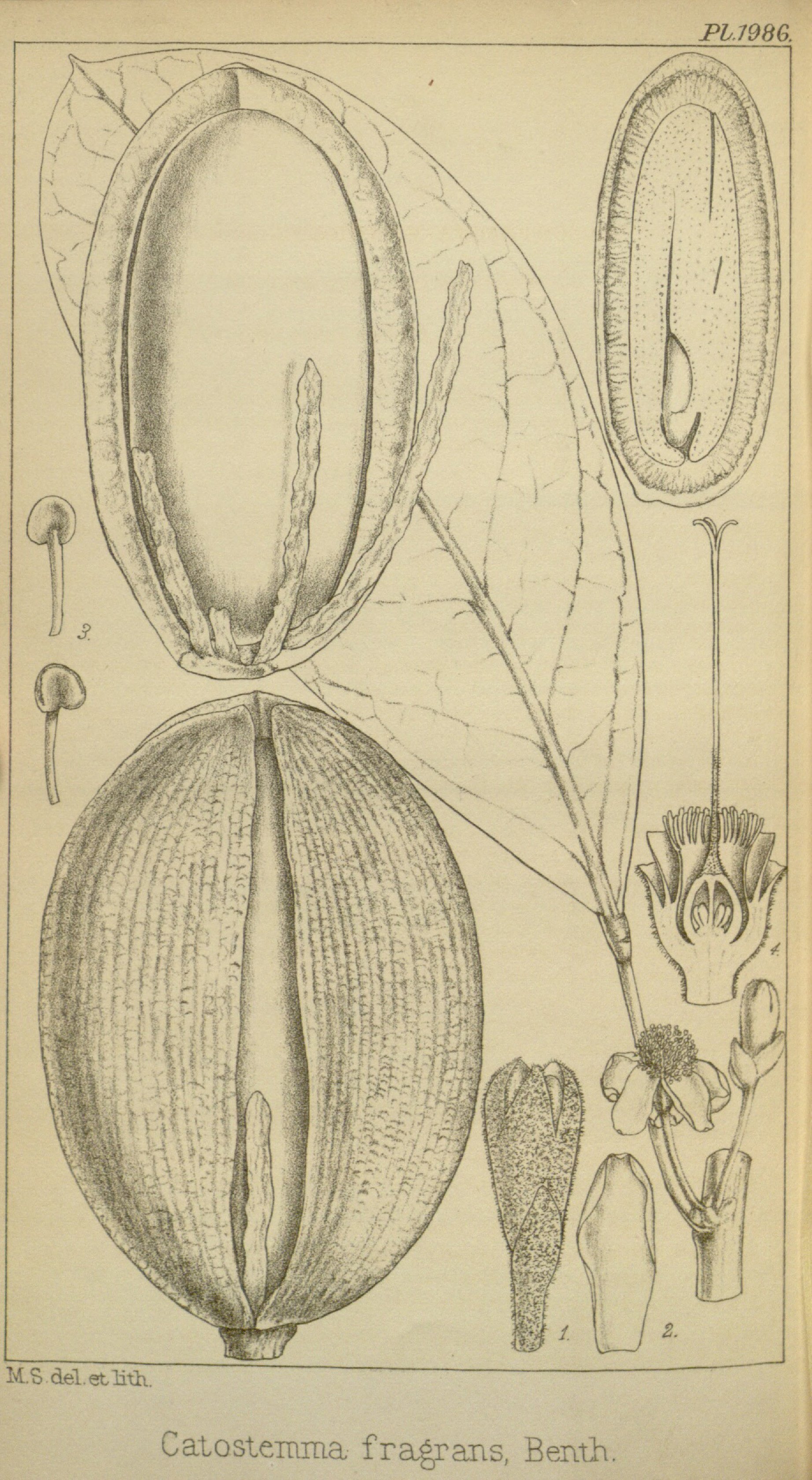 no full size  illustration available (3a)