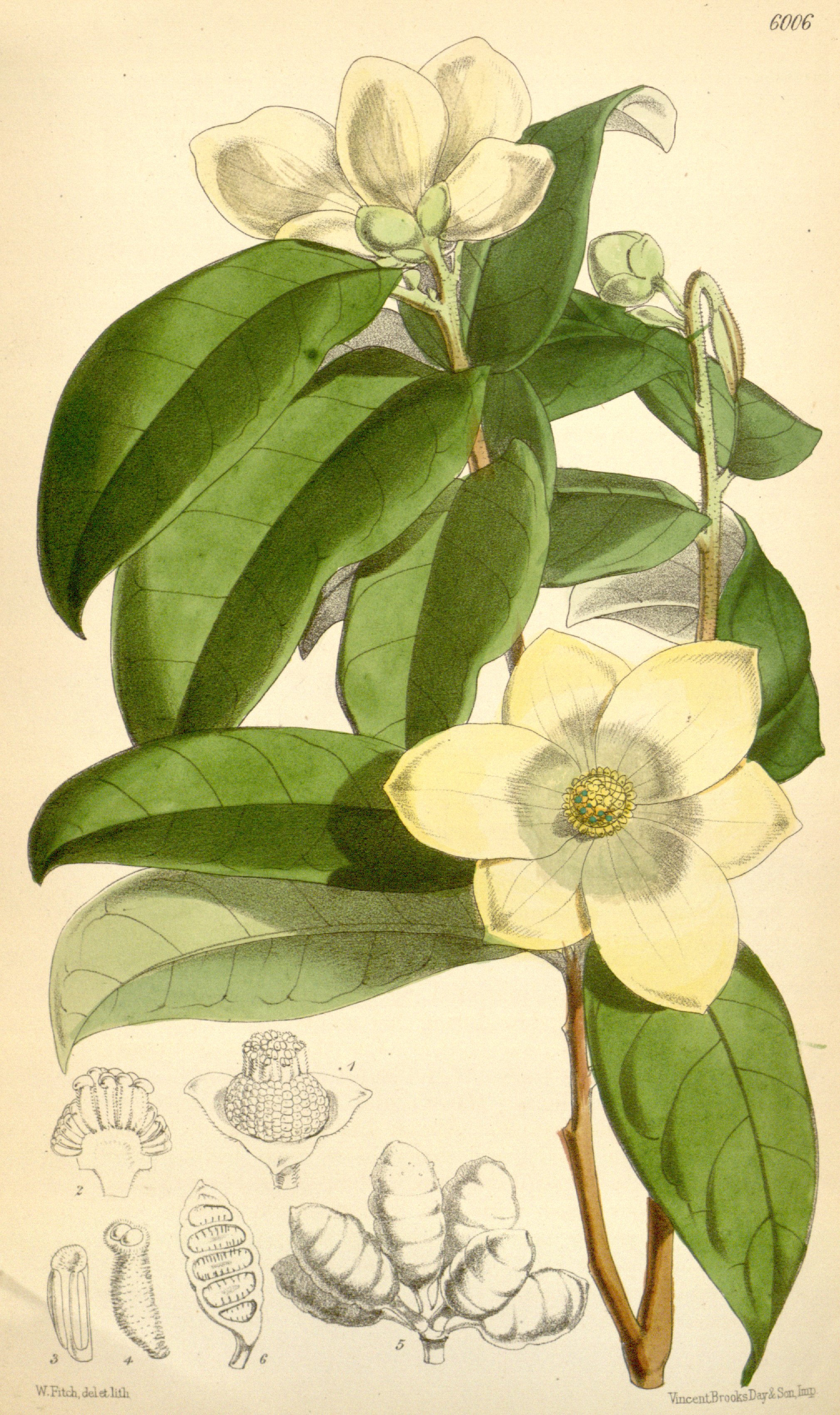 no full size  illustration available (3a)